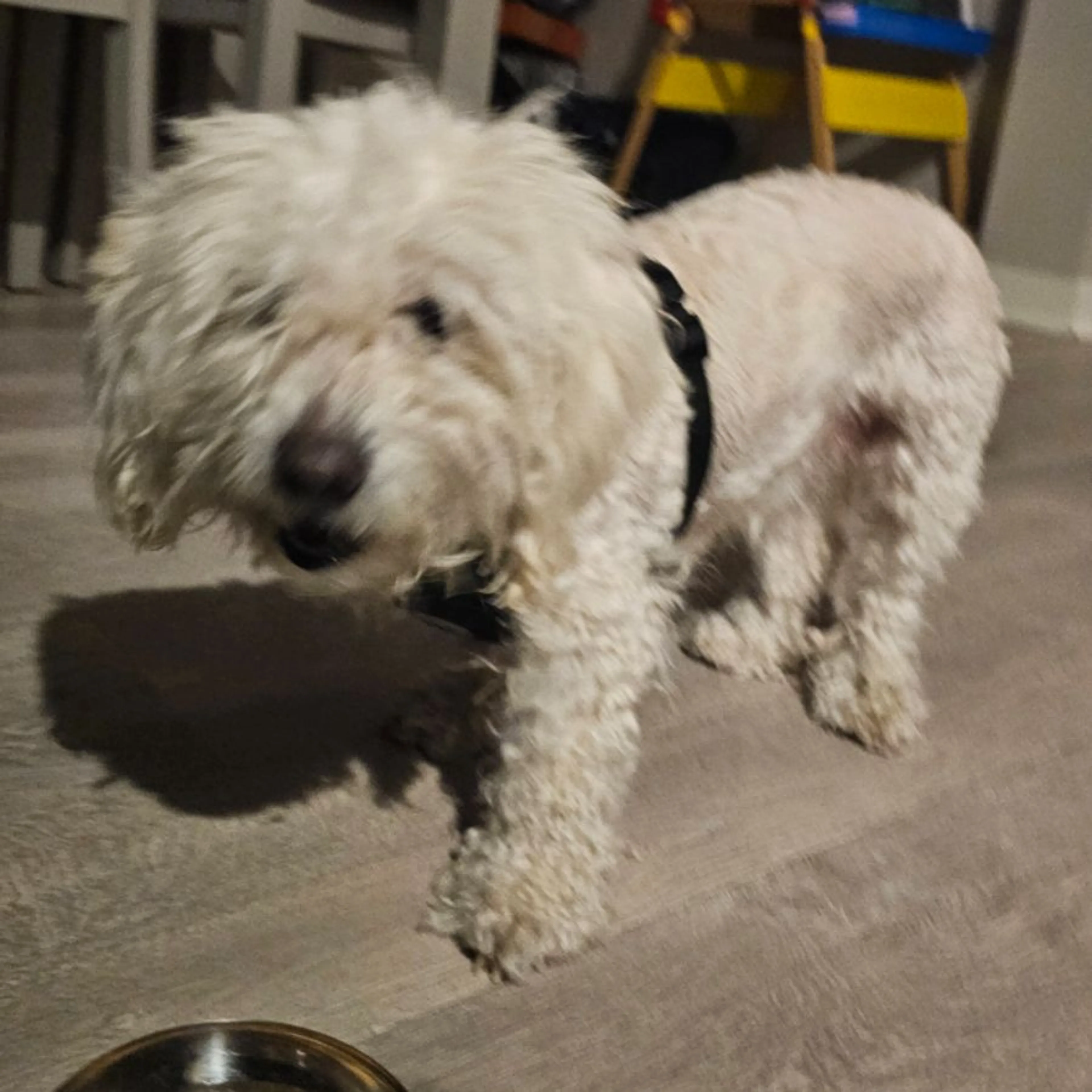 Found pet-0