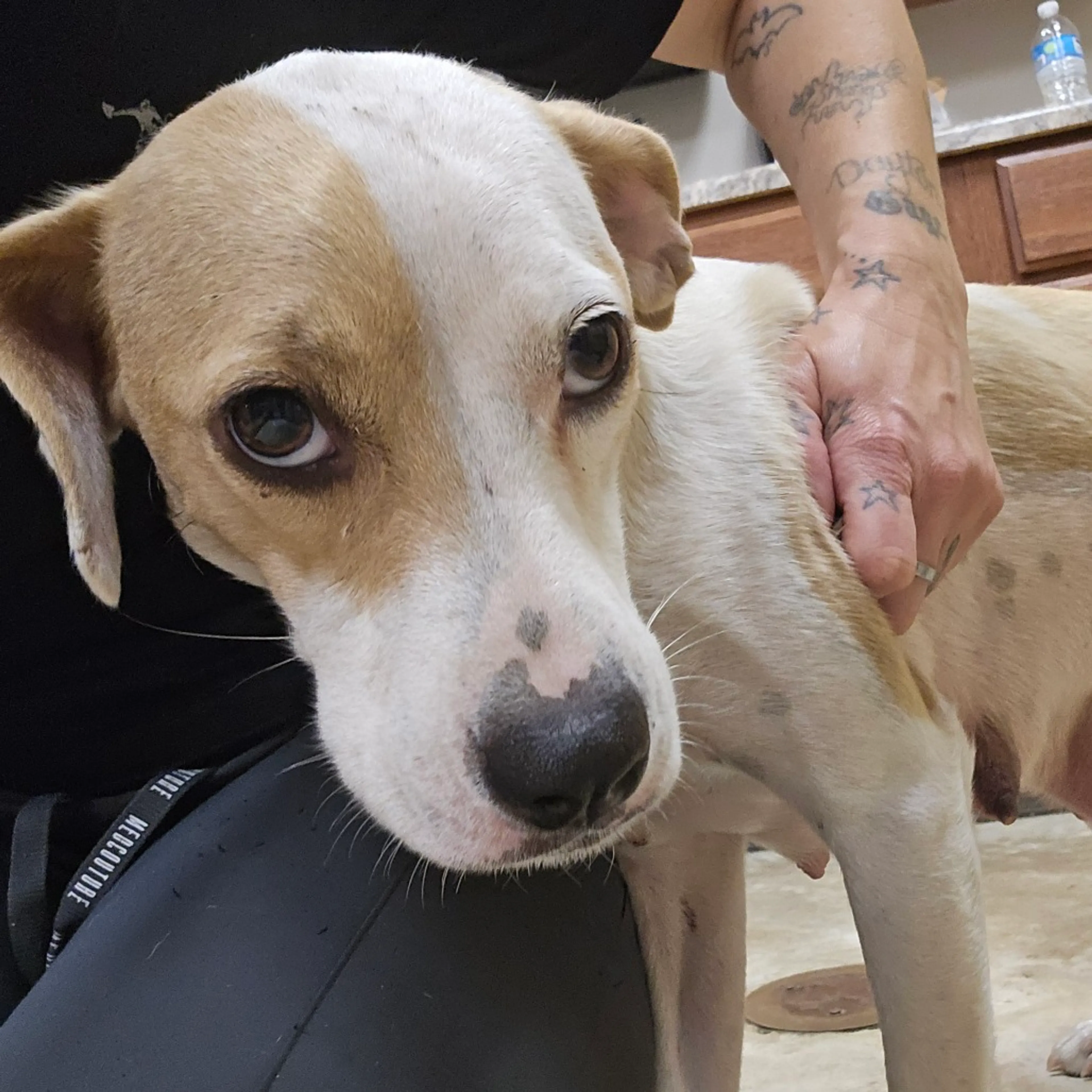 Found pet-1