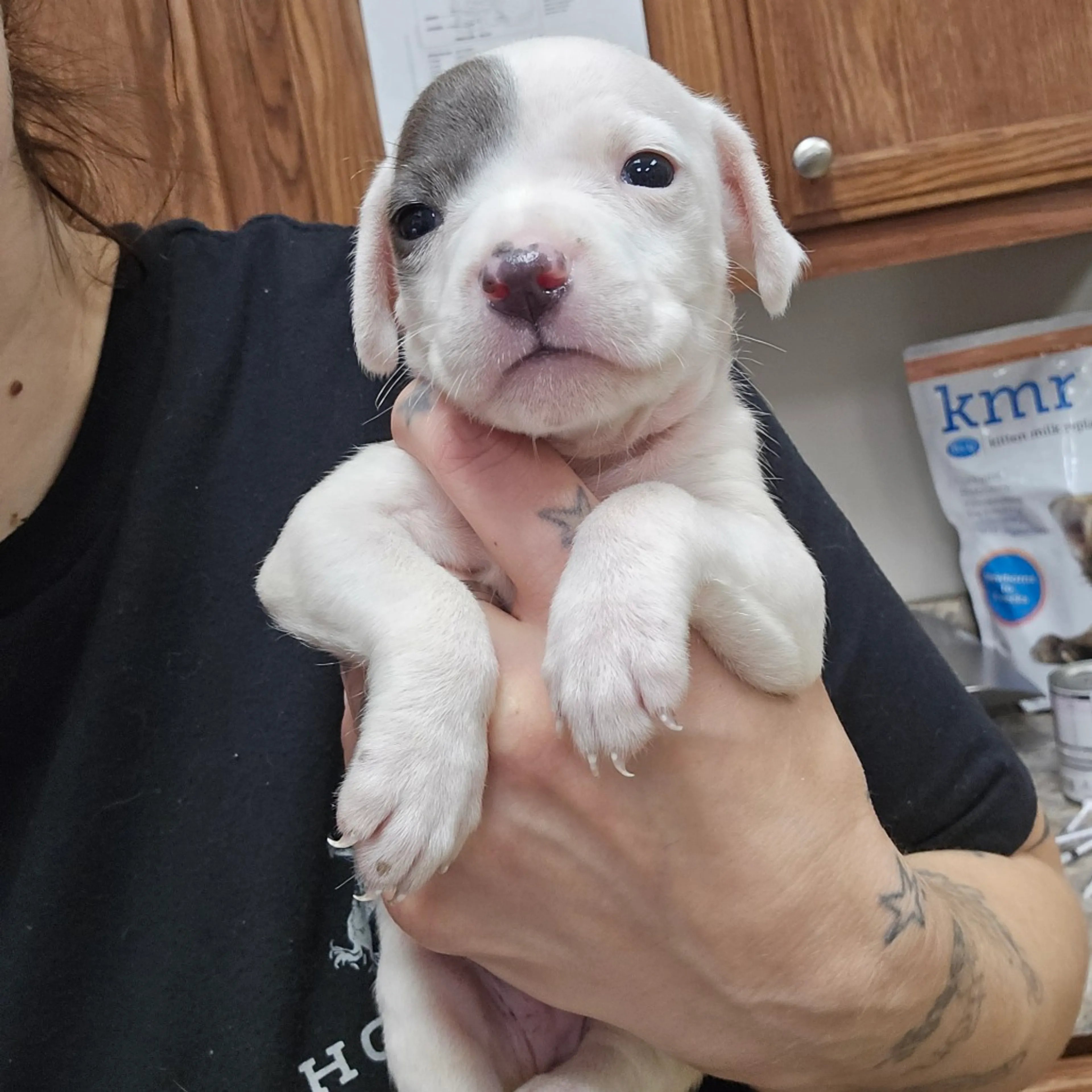 Found pet-2