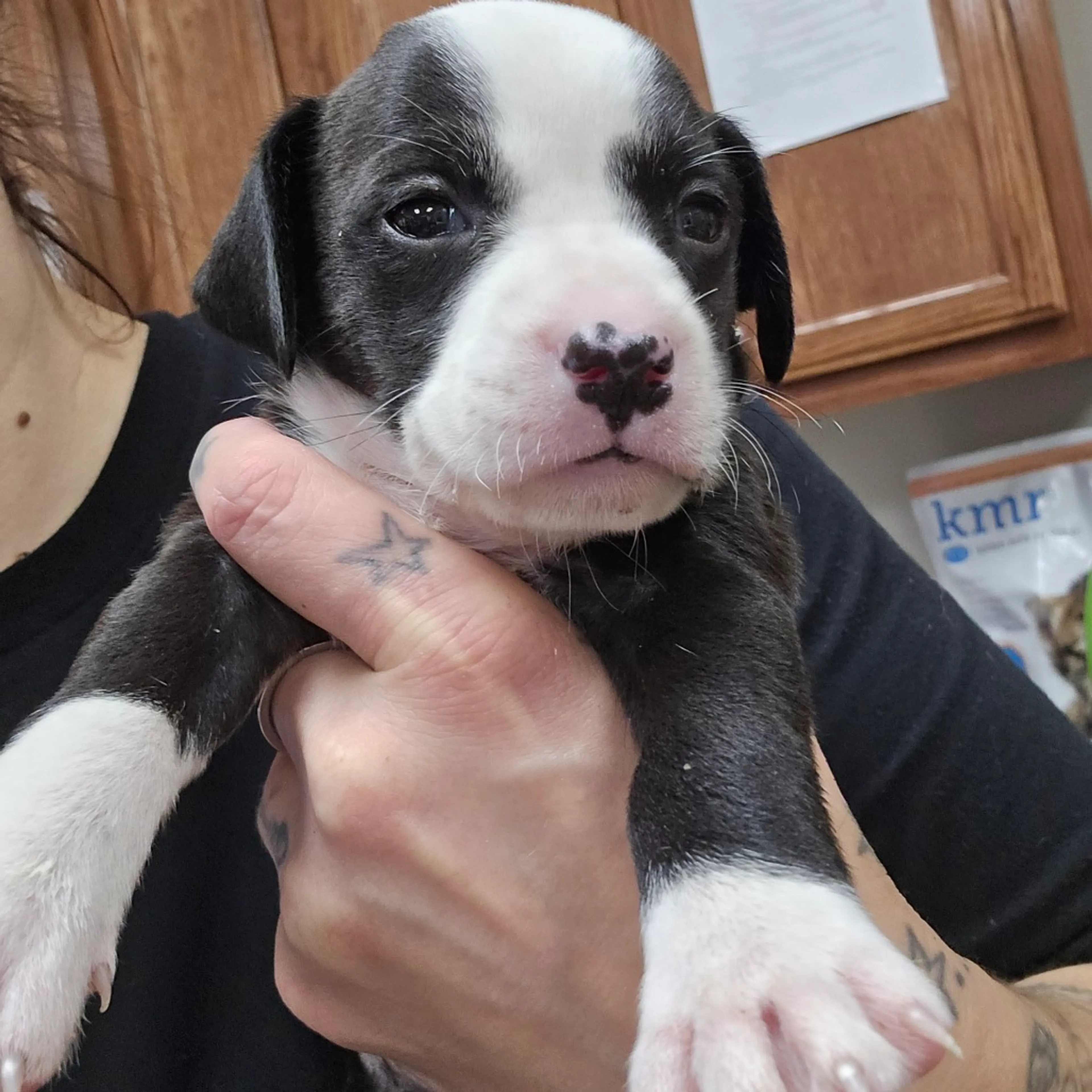 Found pet-3