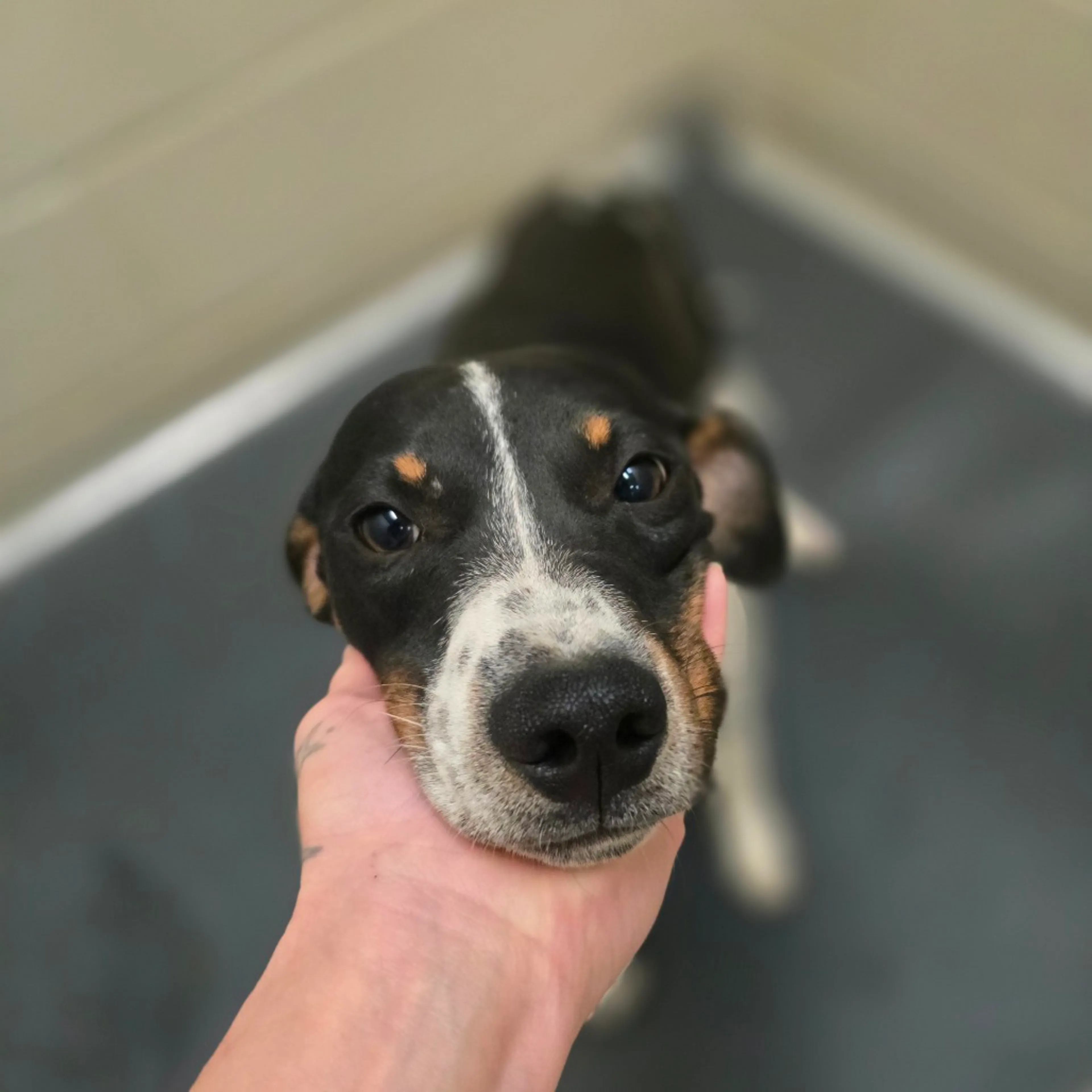 Found pet-0