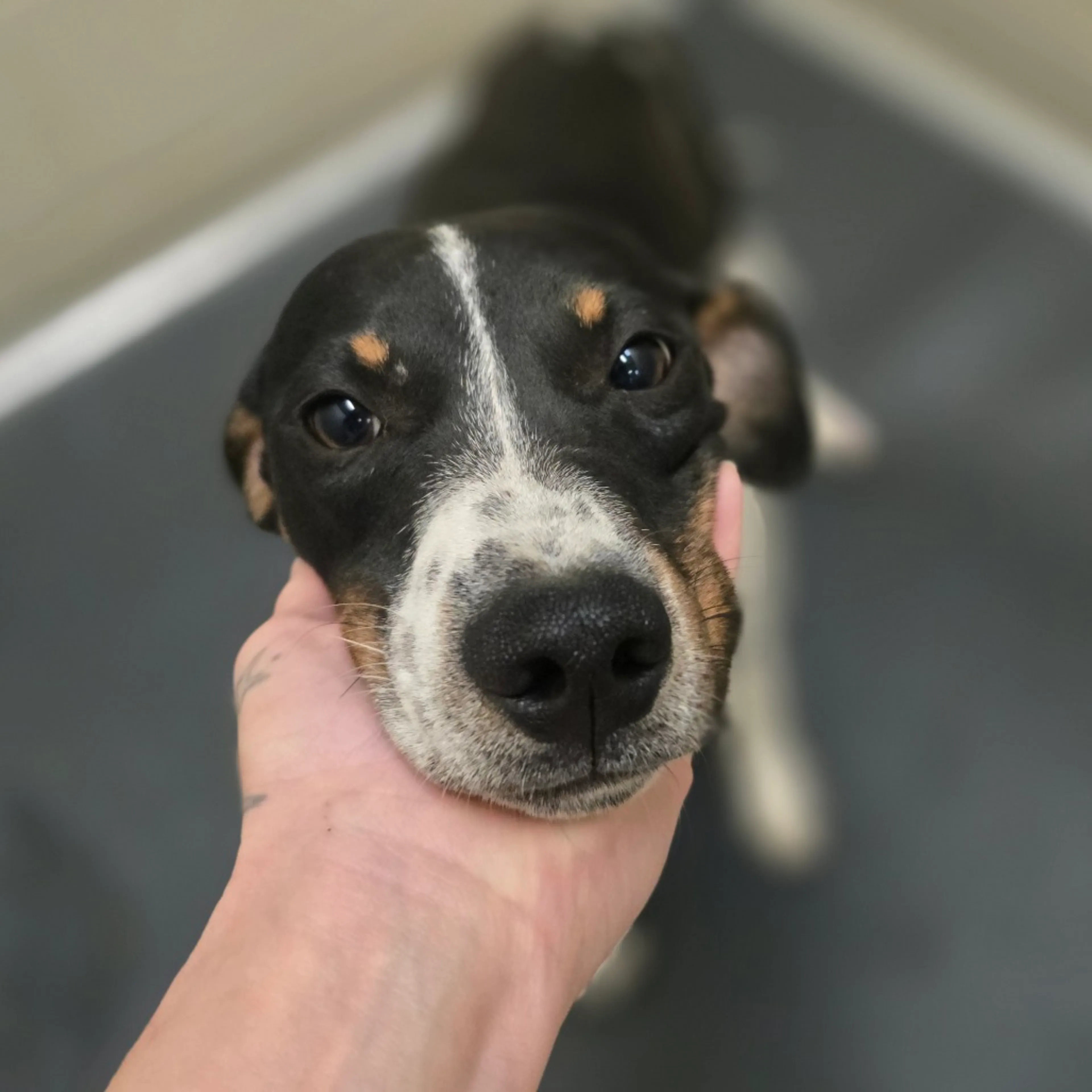 Found pet-11
