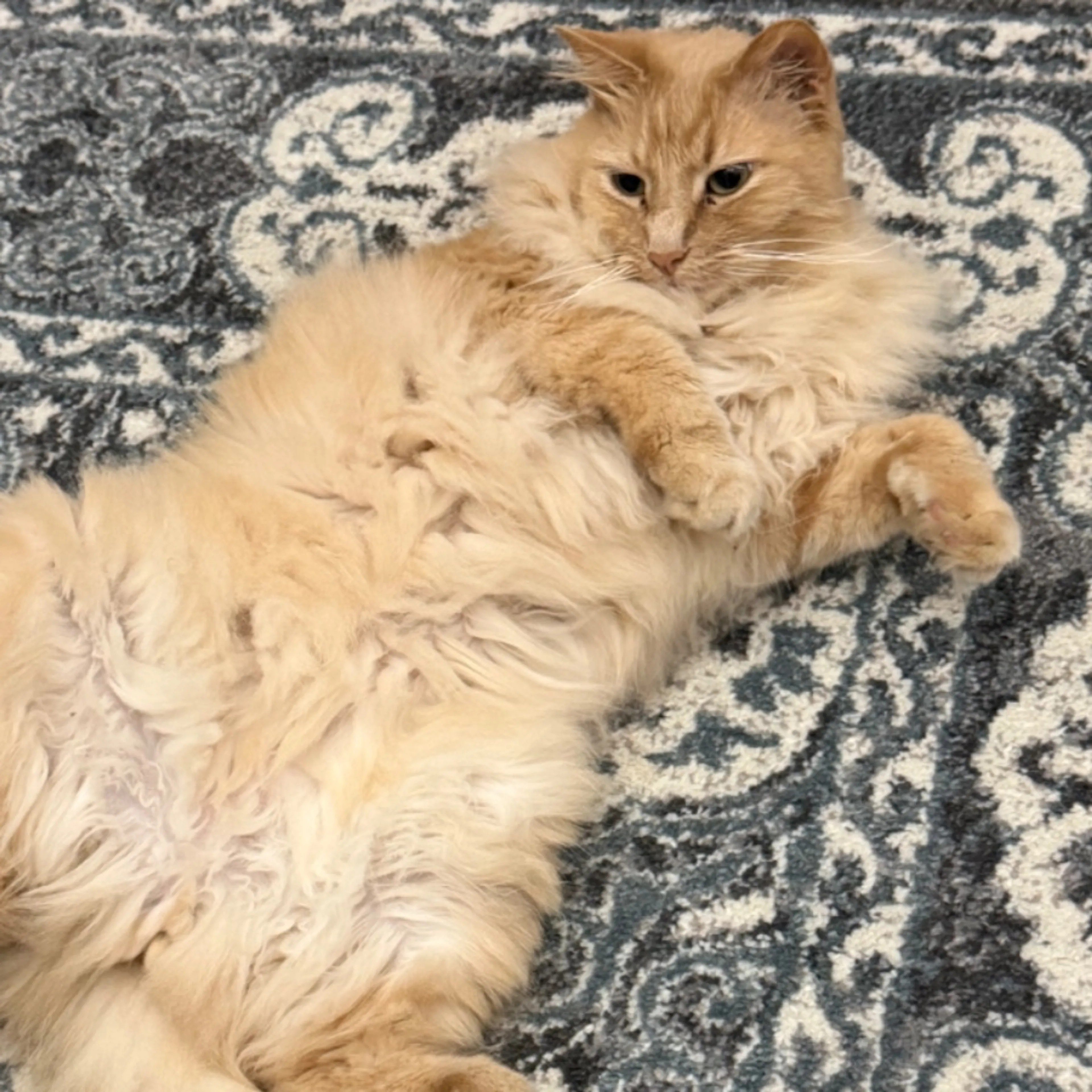 Lost pet