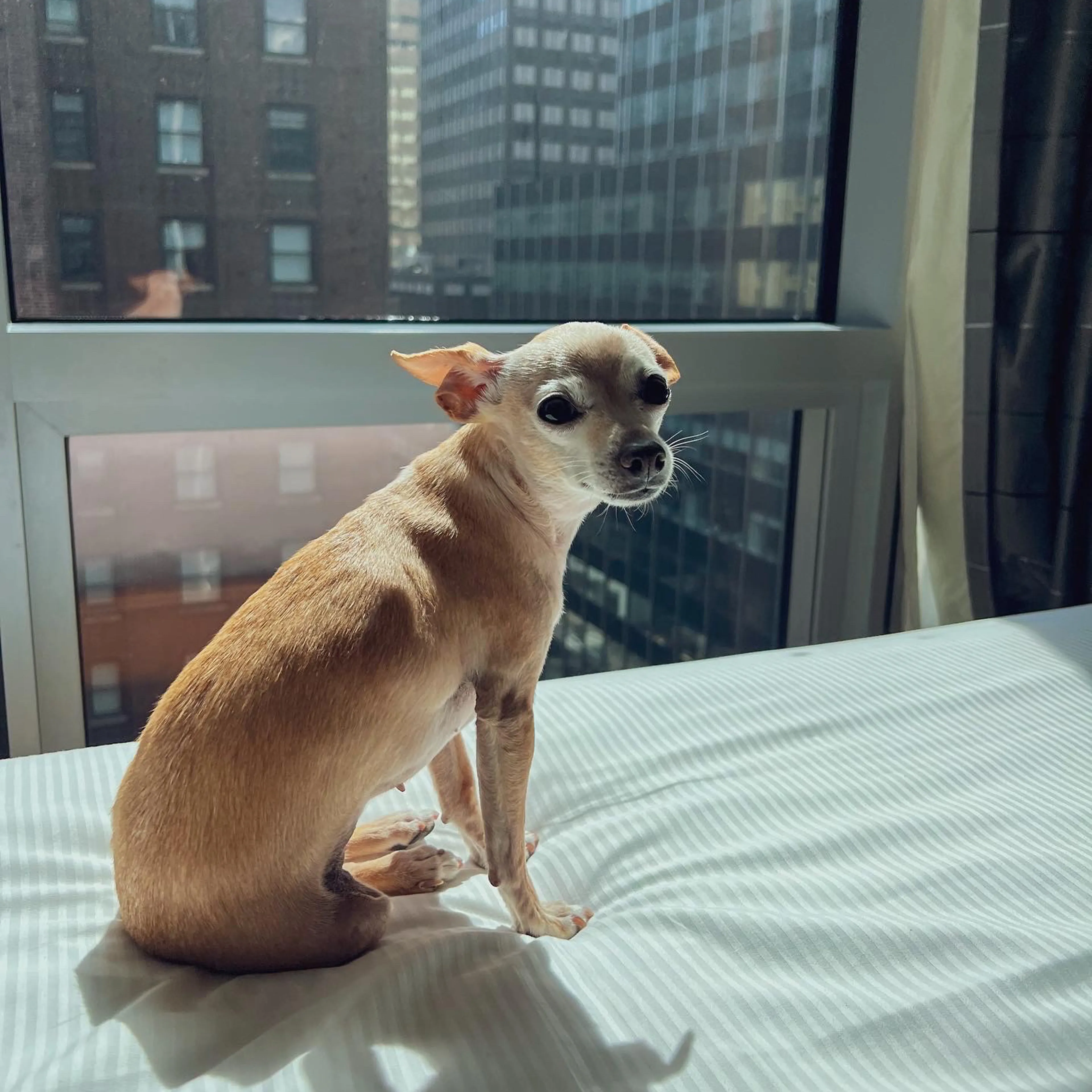 Lost pet-1