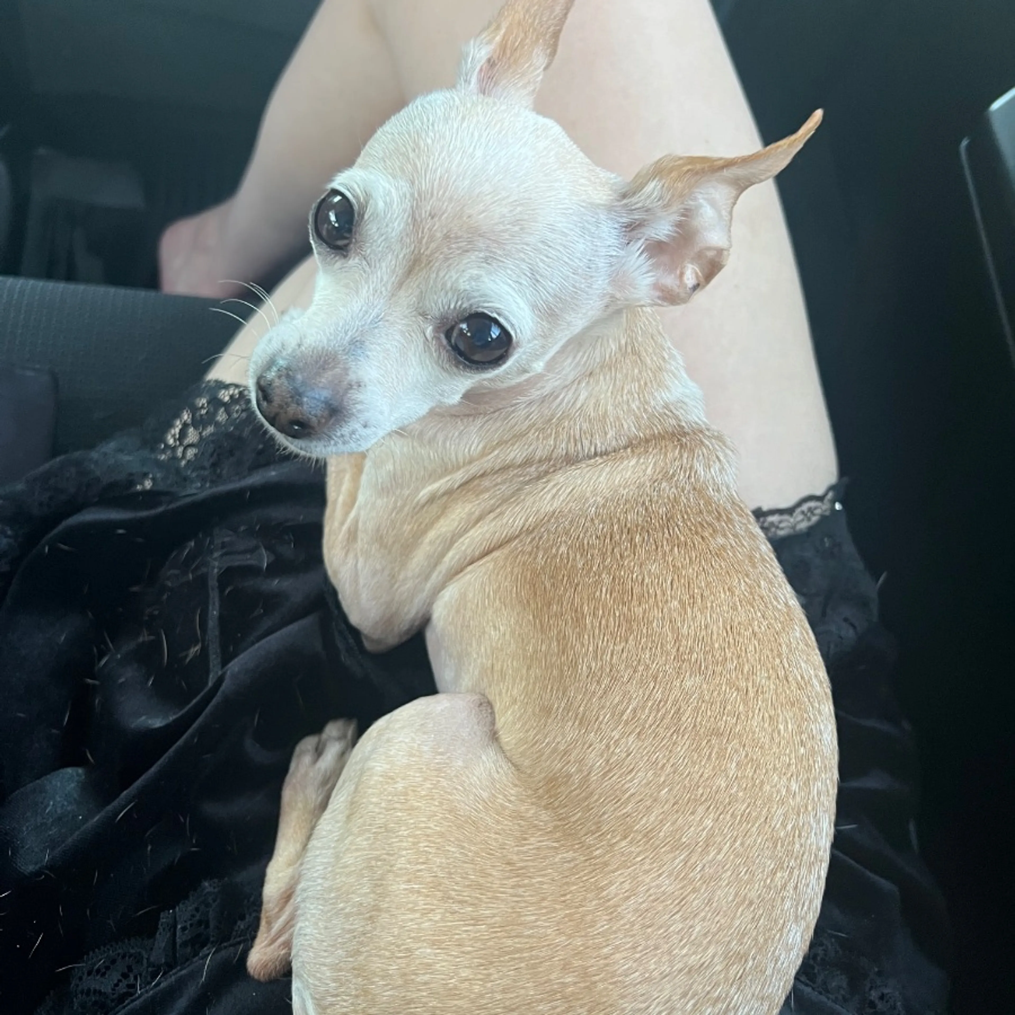 Lost pet-0