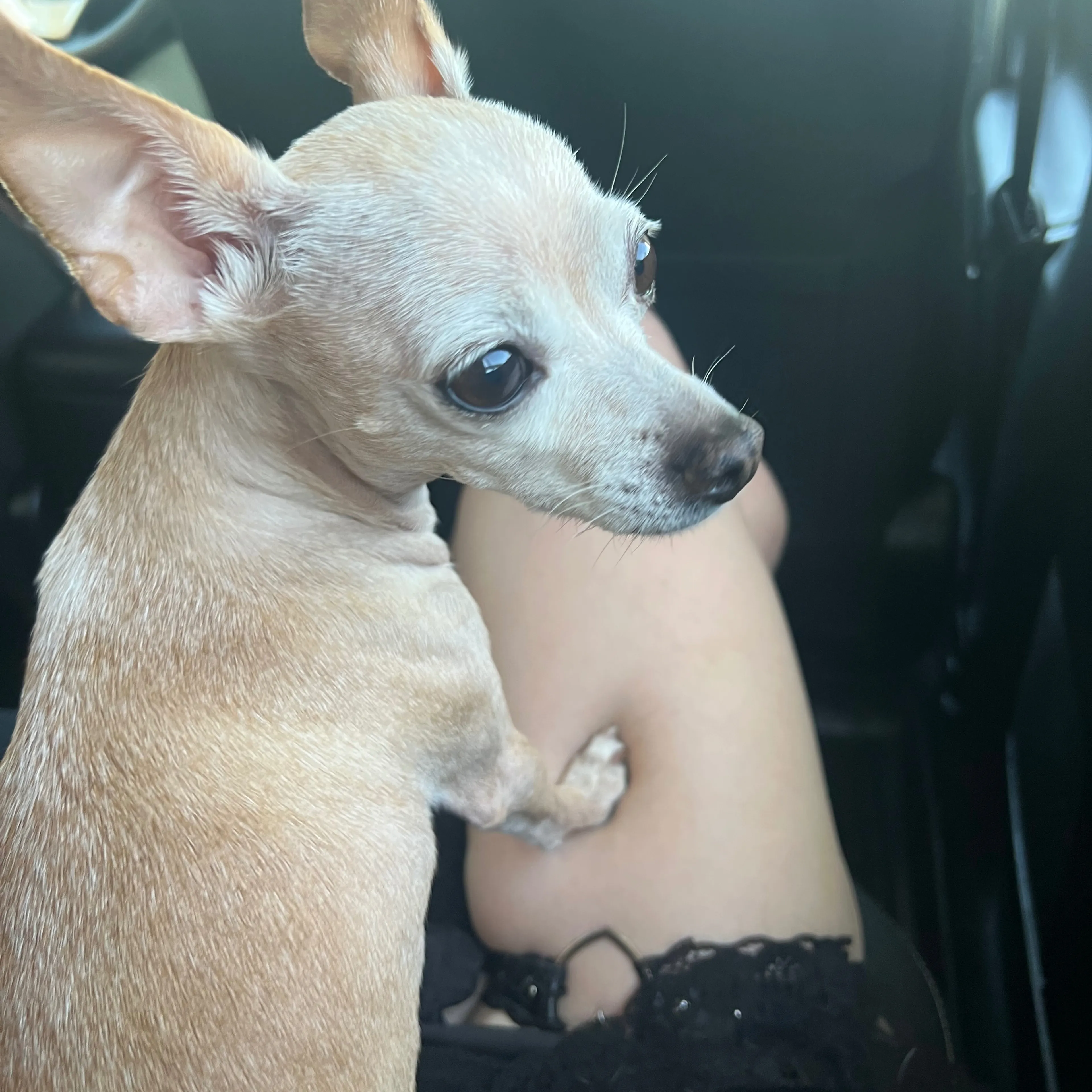 Lost pet-2