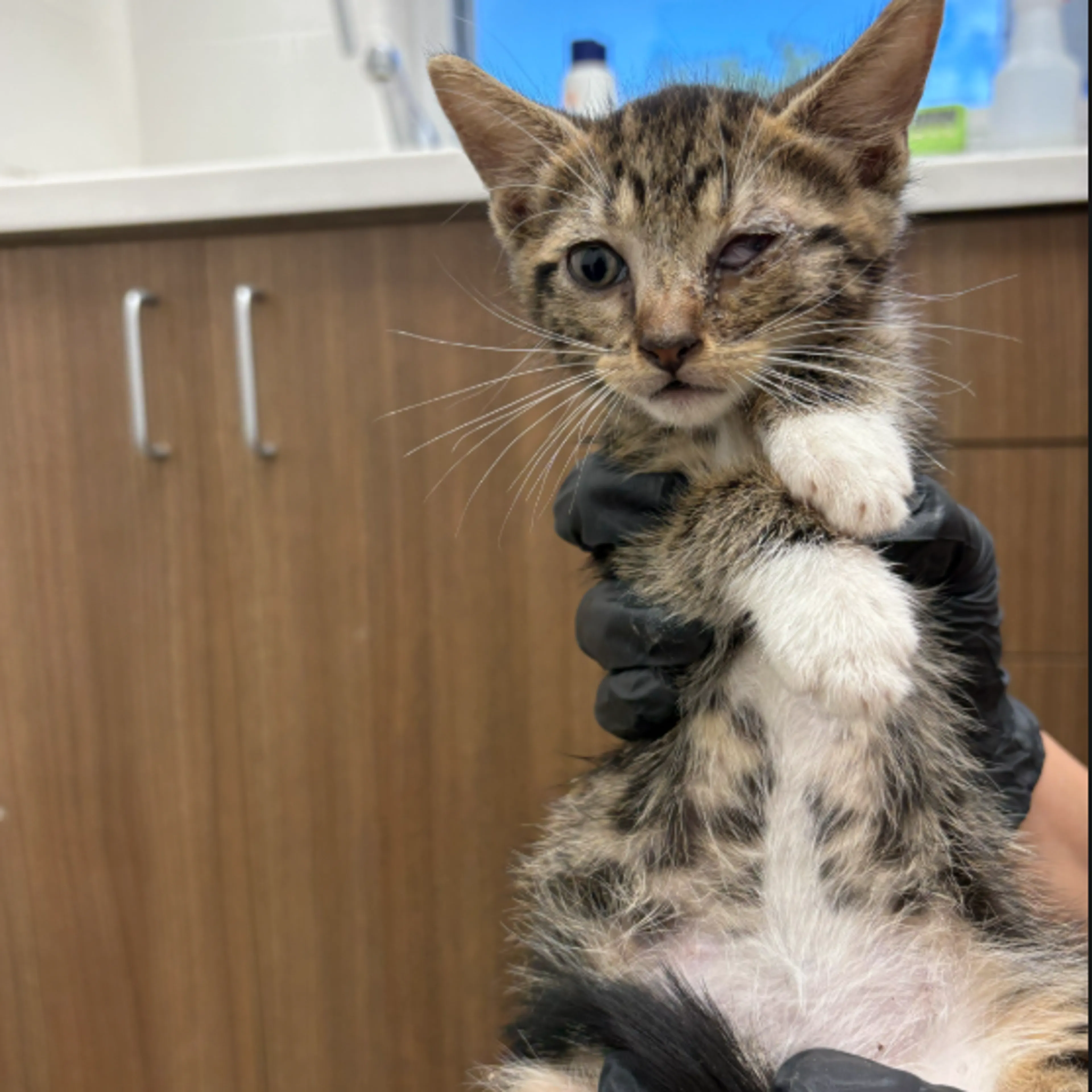Found pet
