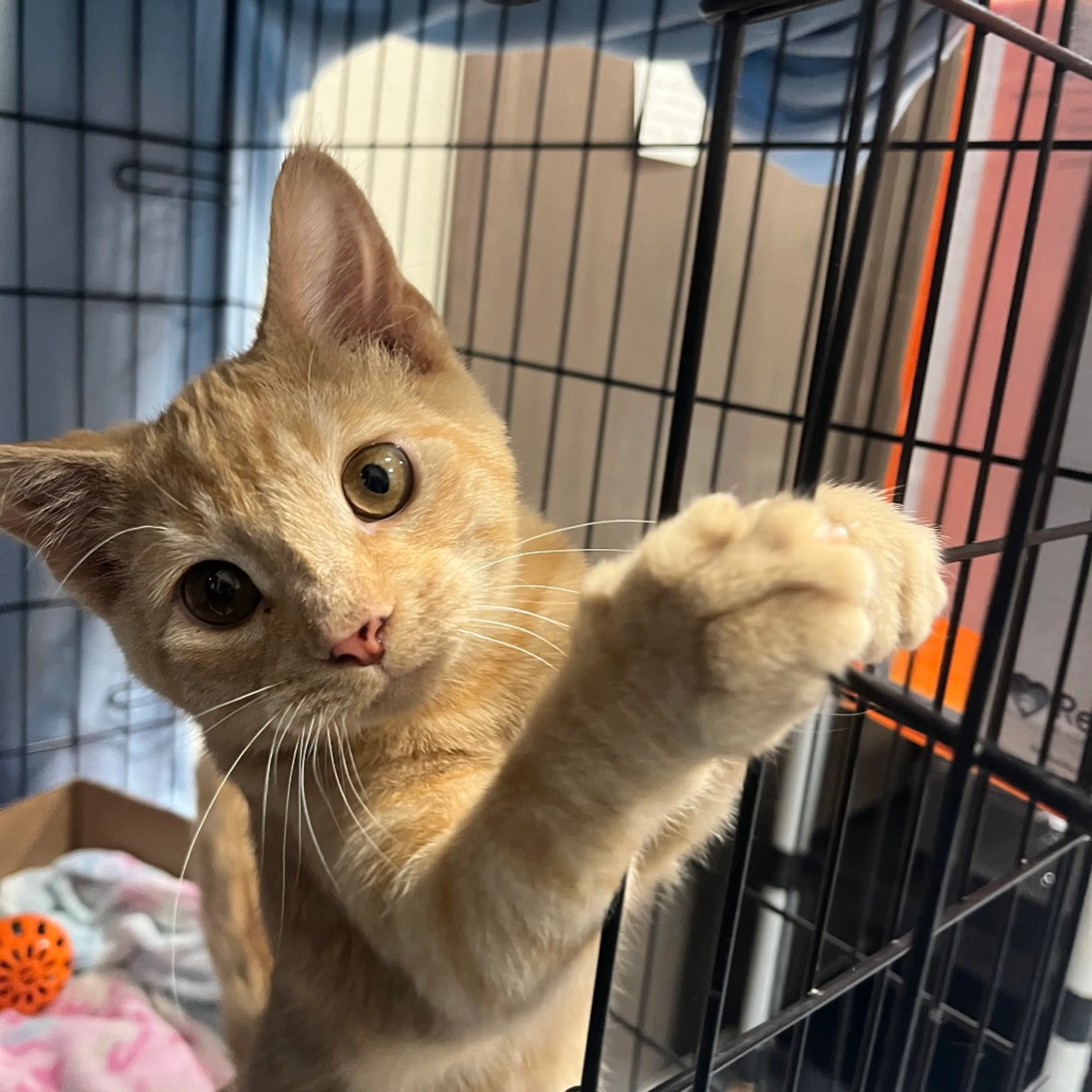 Found pet-7