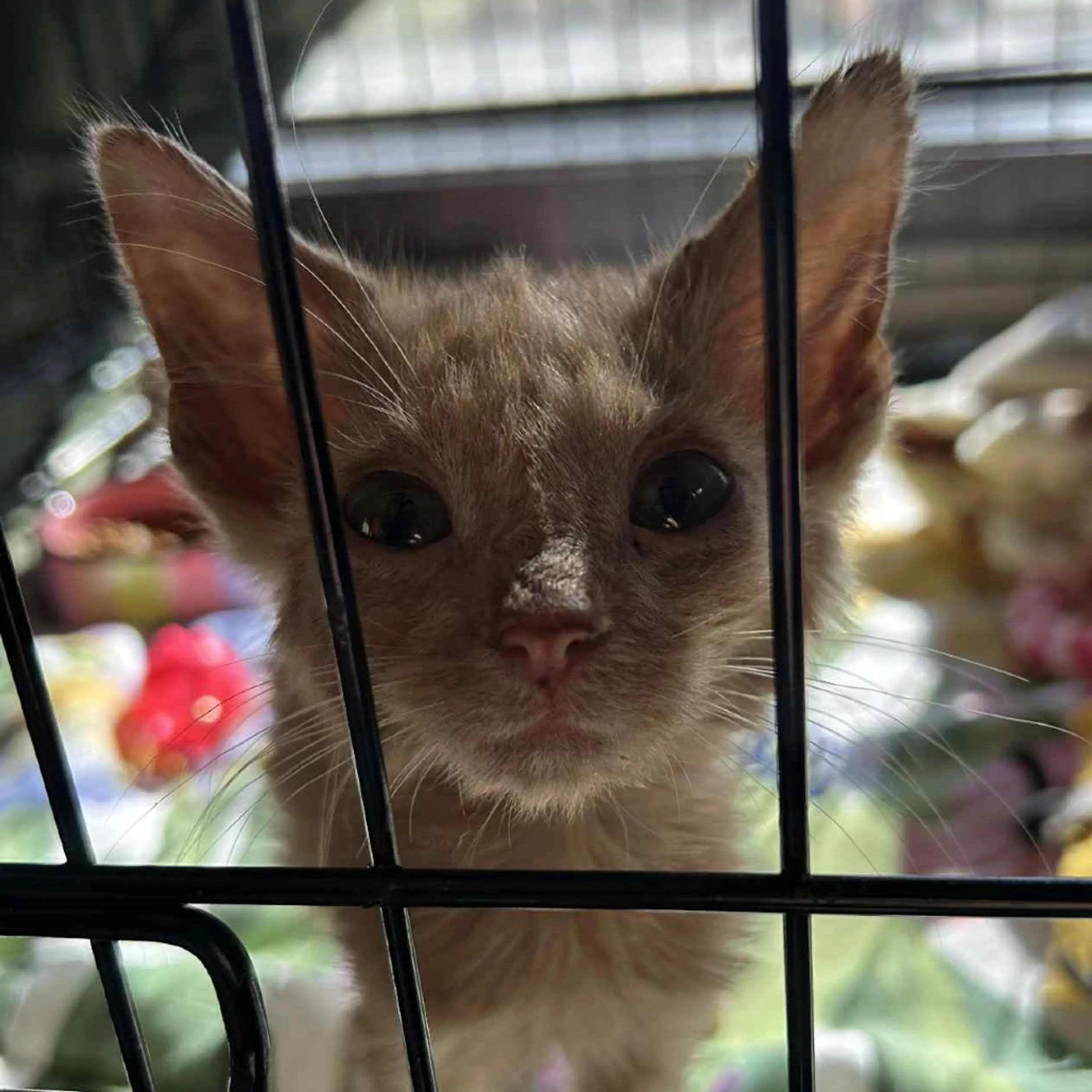 Found pet-2