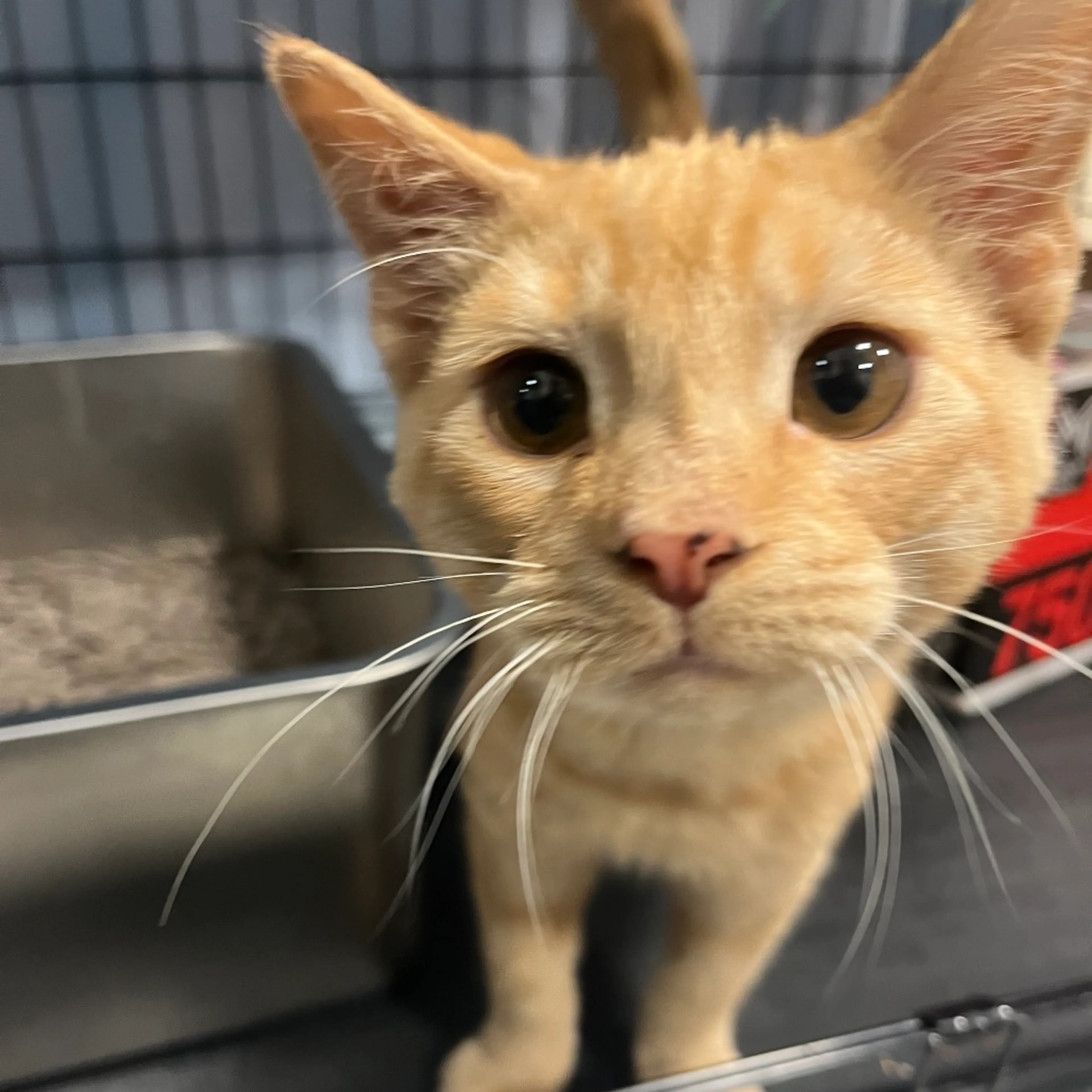 Found pet-6