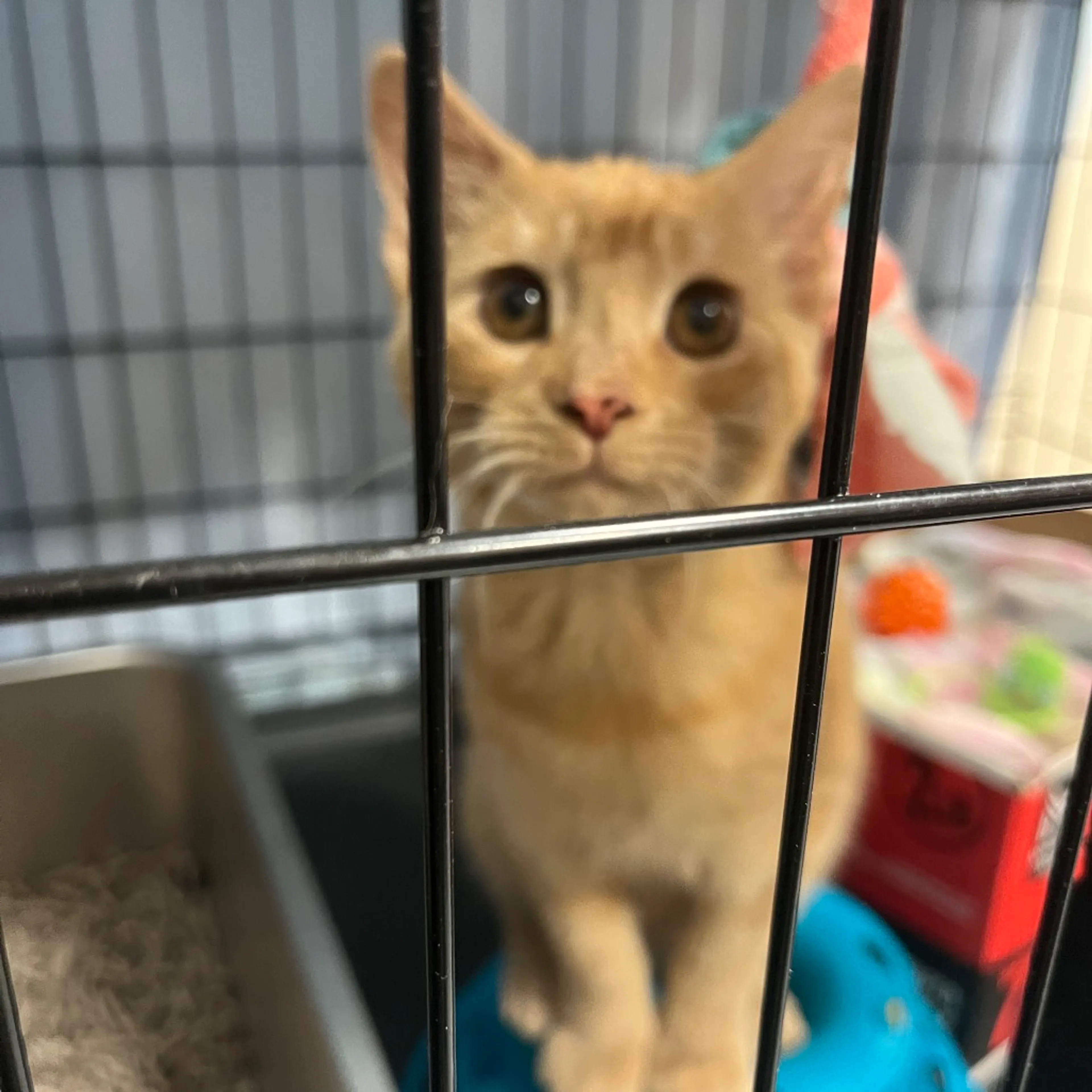 Found pet-8