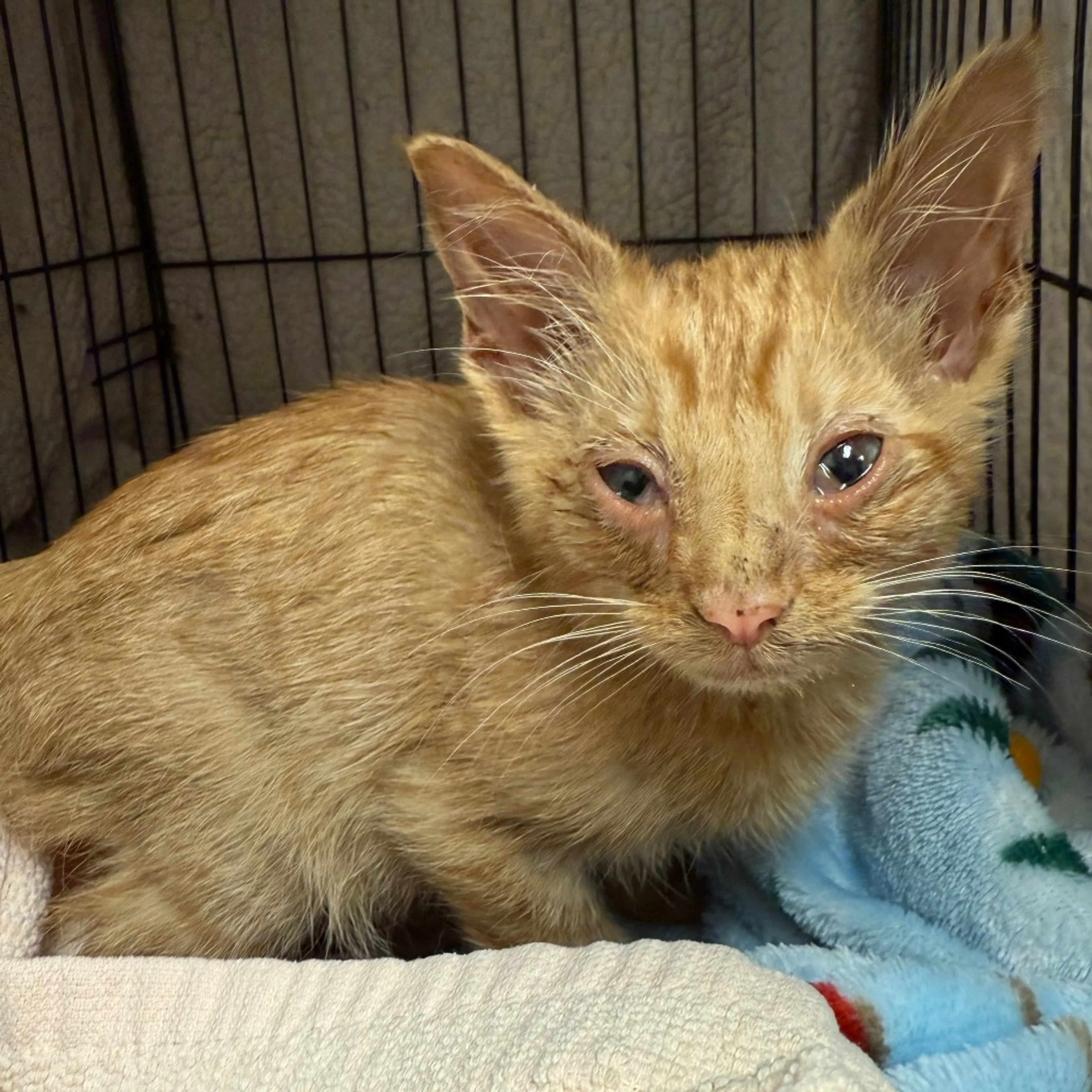 Found pet-1