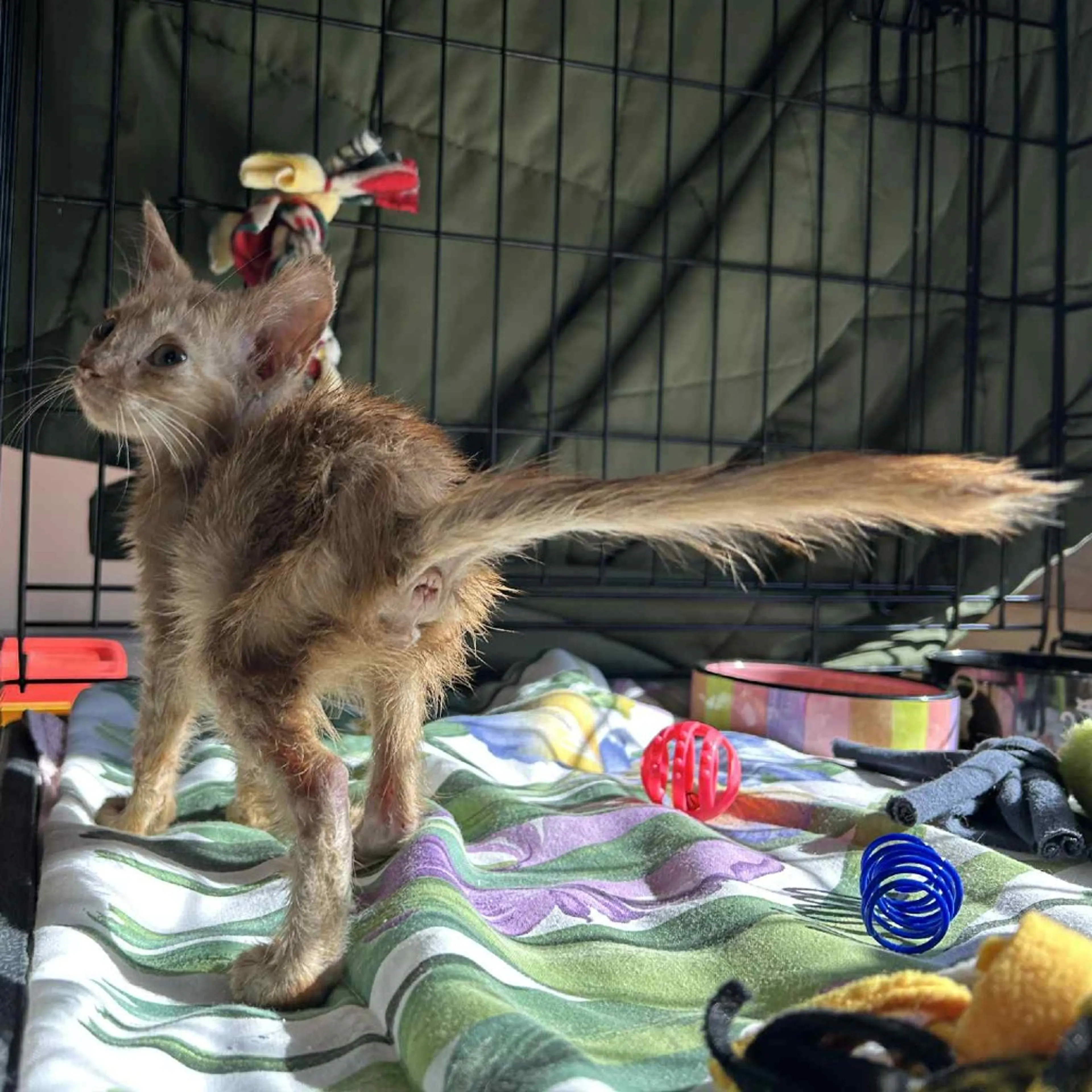 Found pet-4