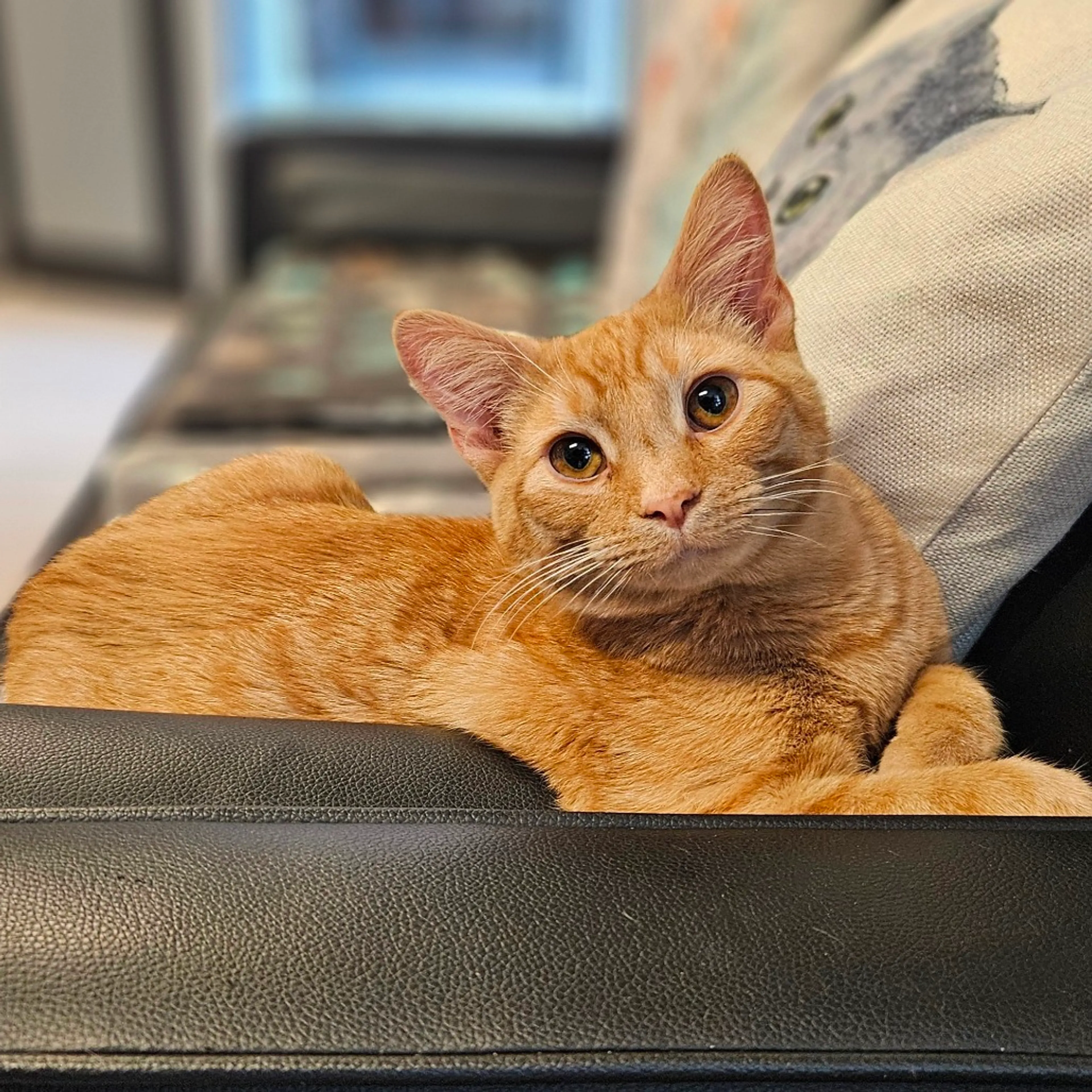Found pet-0