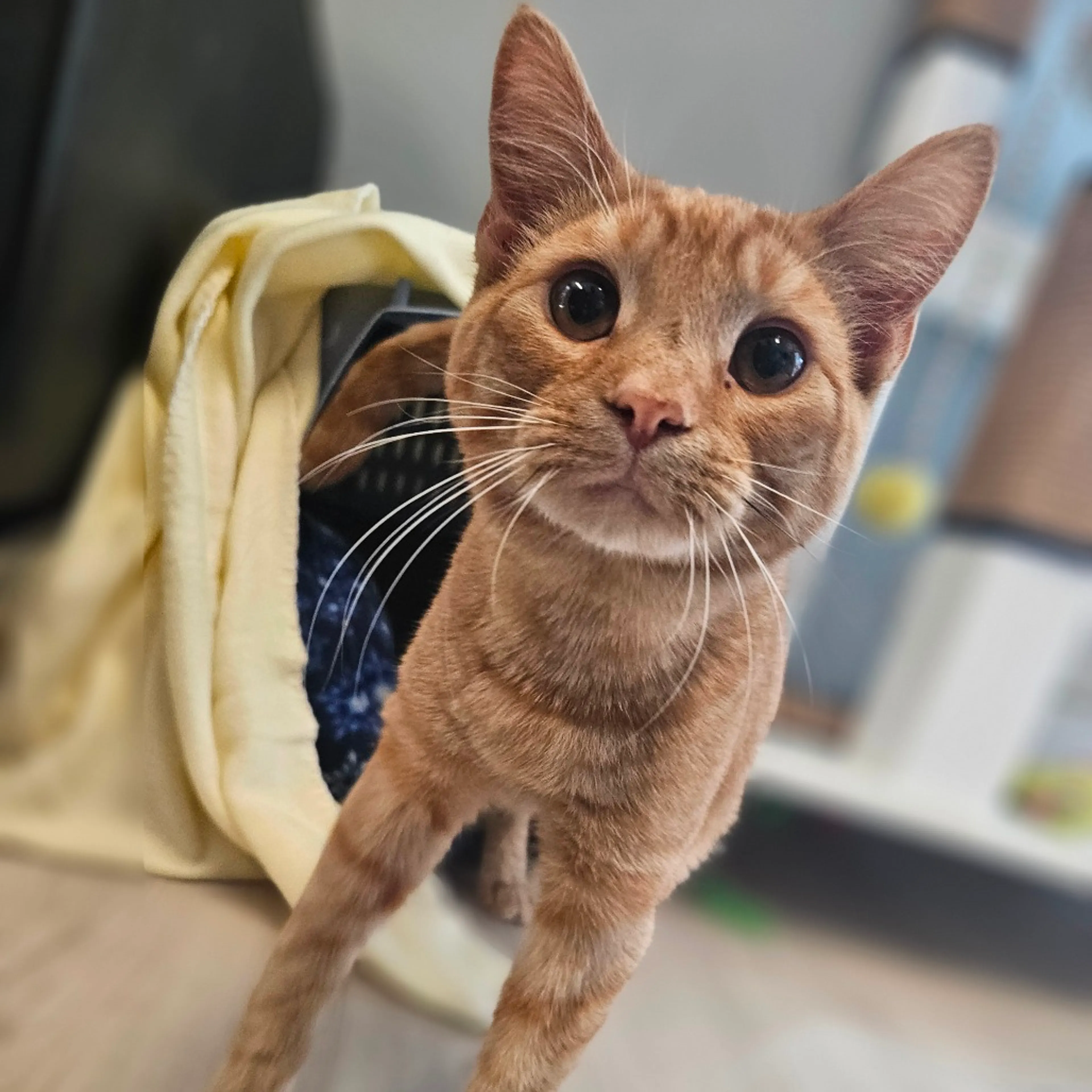 Found pet-9