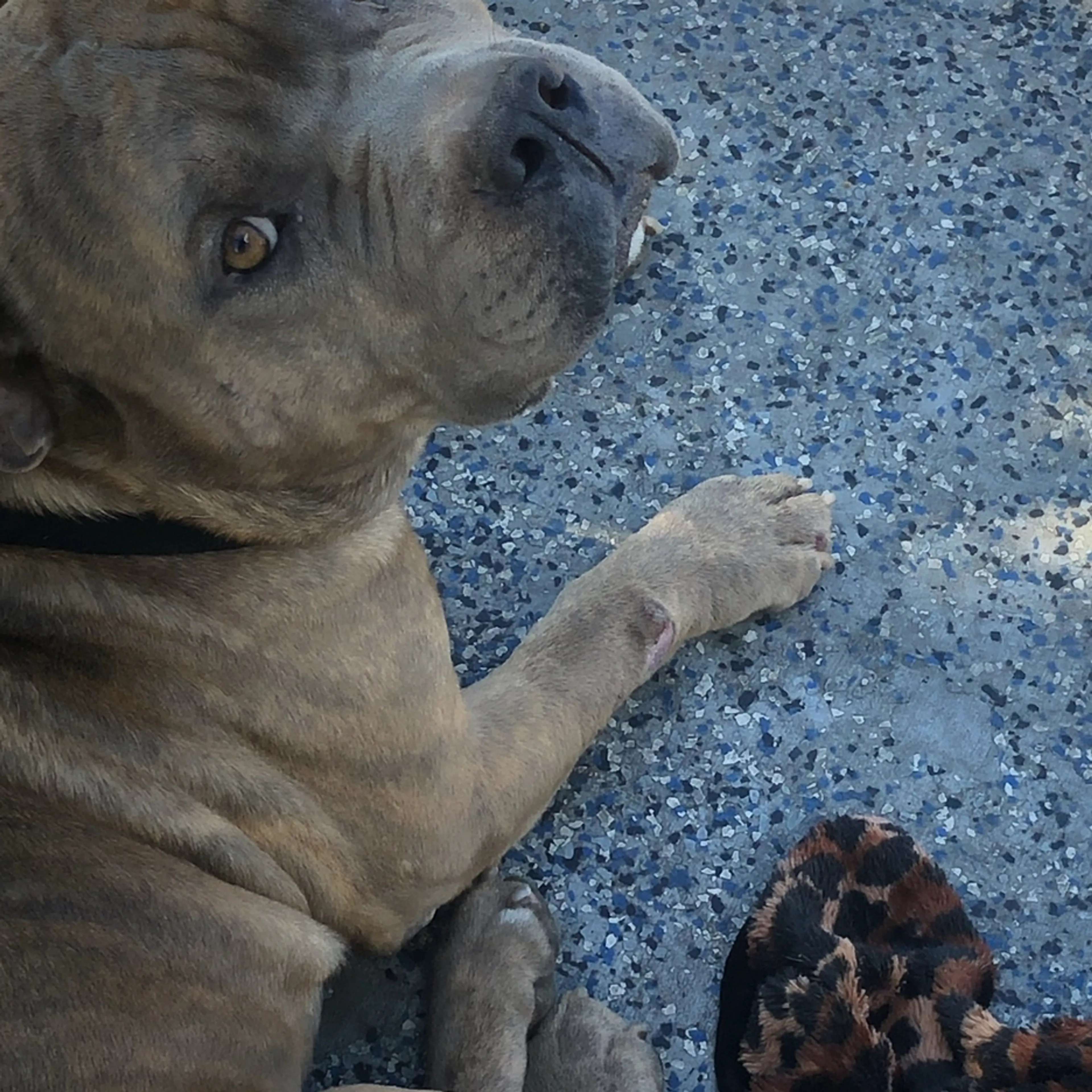 Lost pet-1