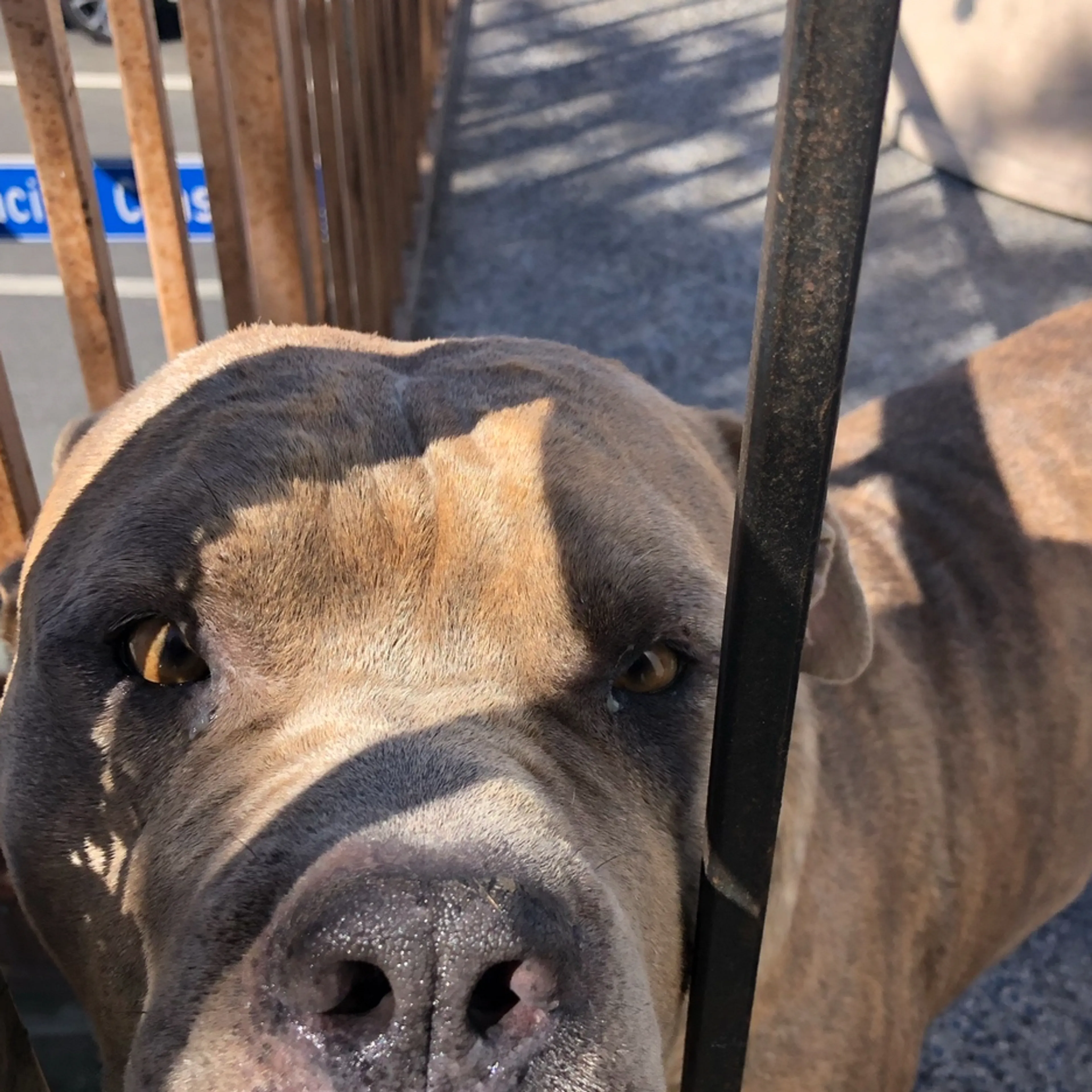 Lost pet-2