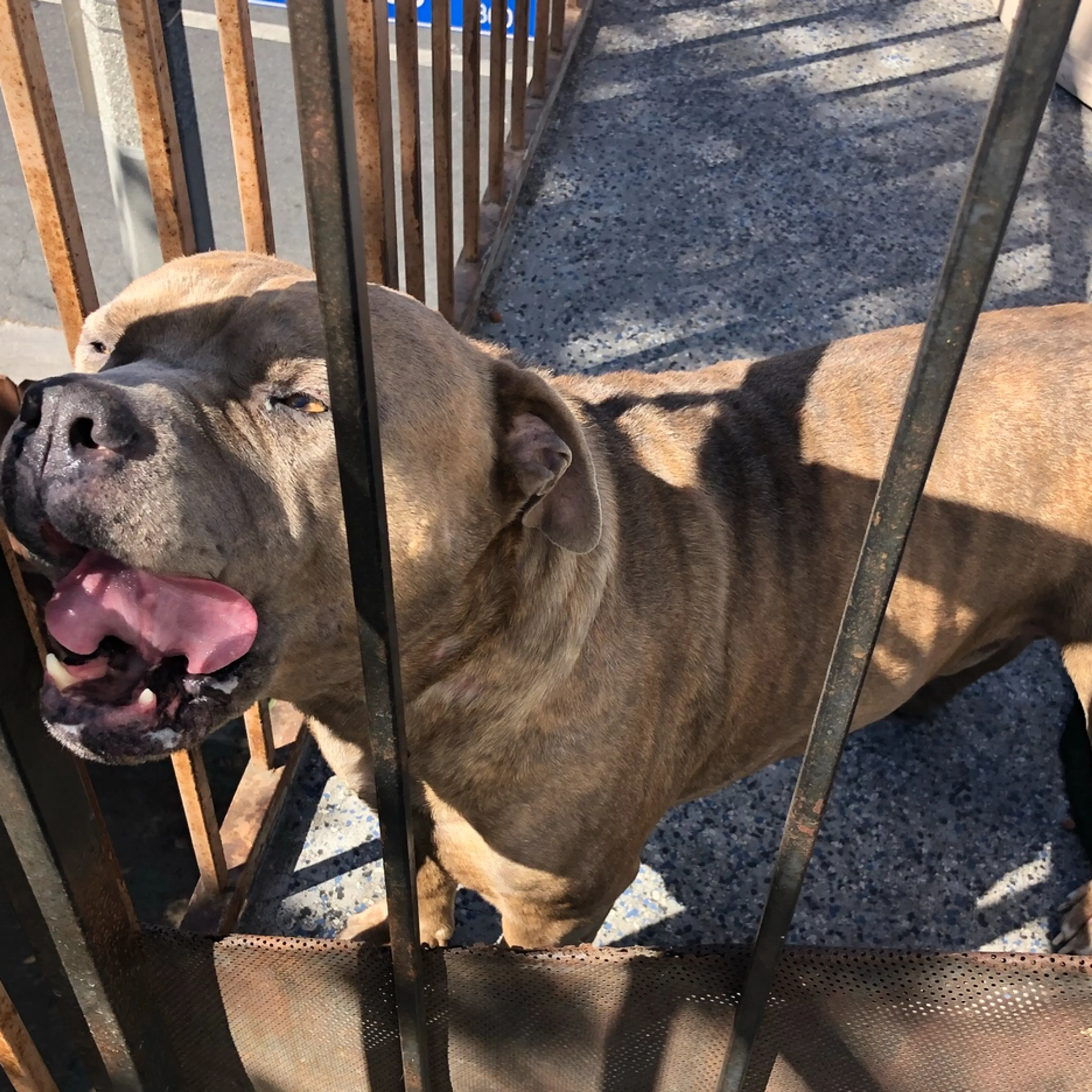 Lost pet-3