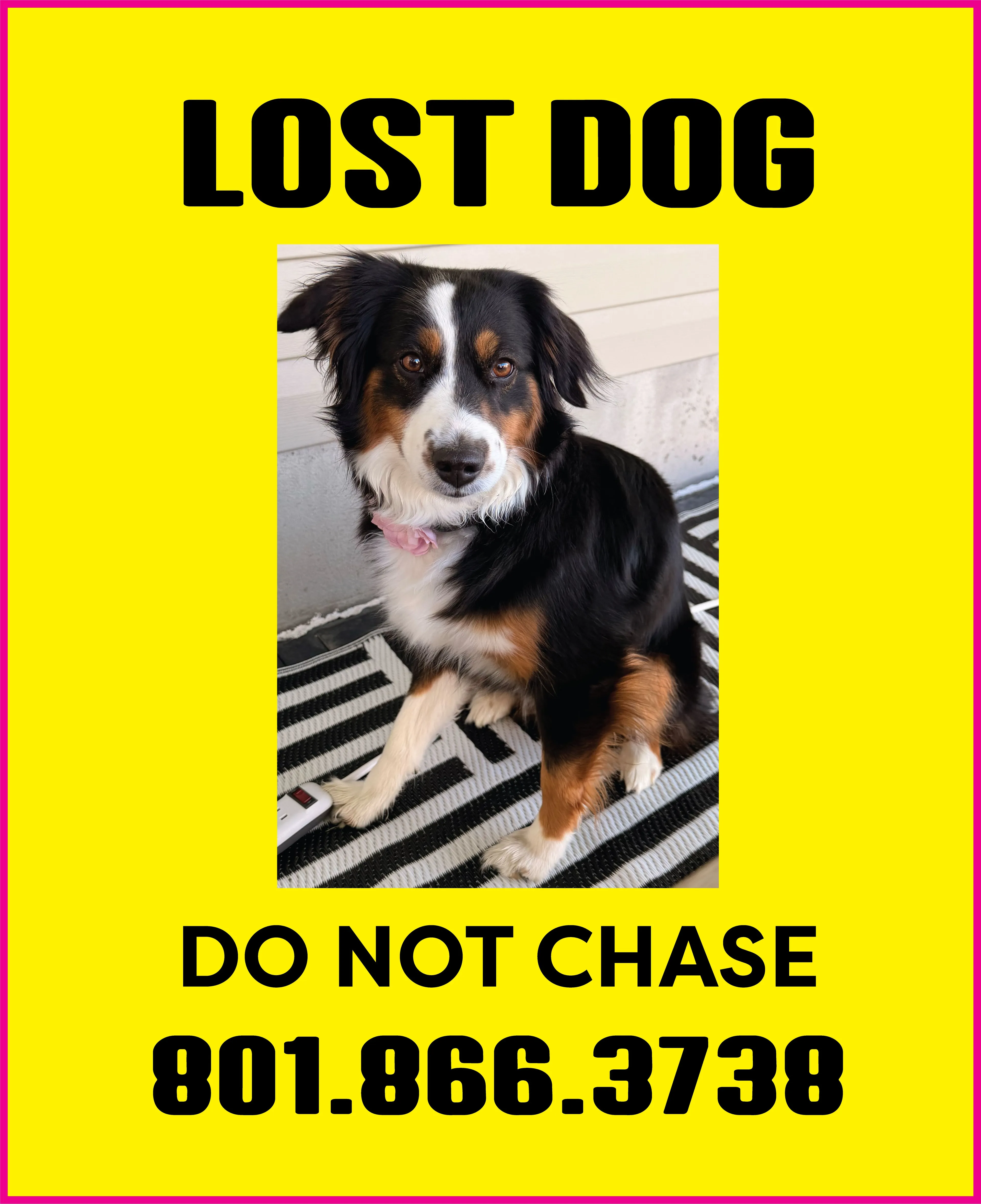 Lost pet