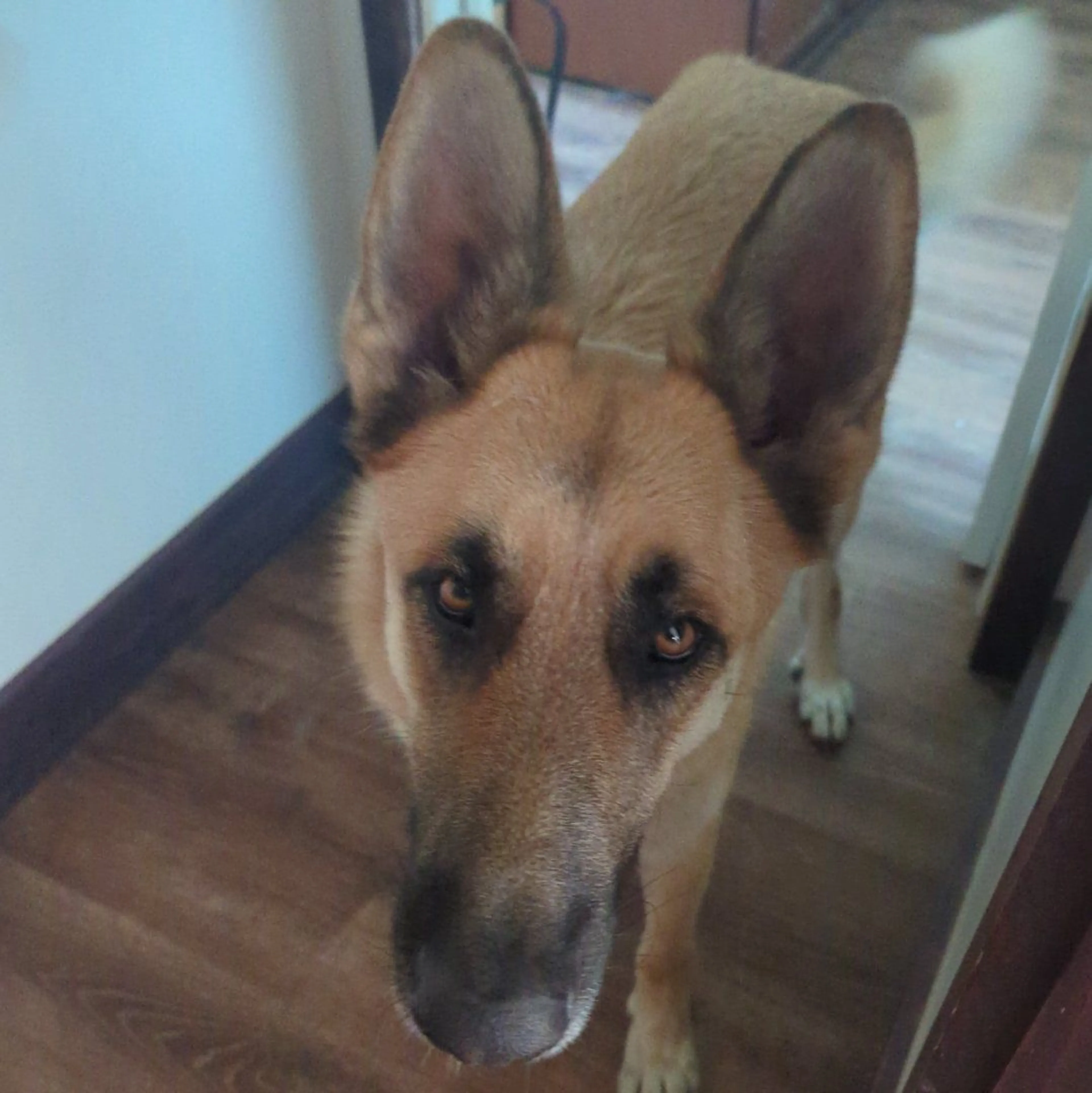 Lost pet
