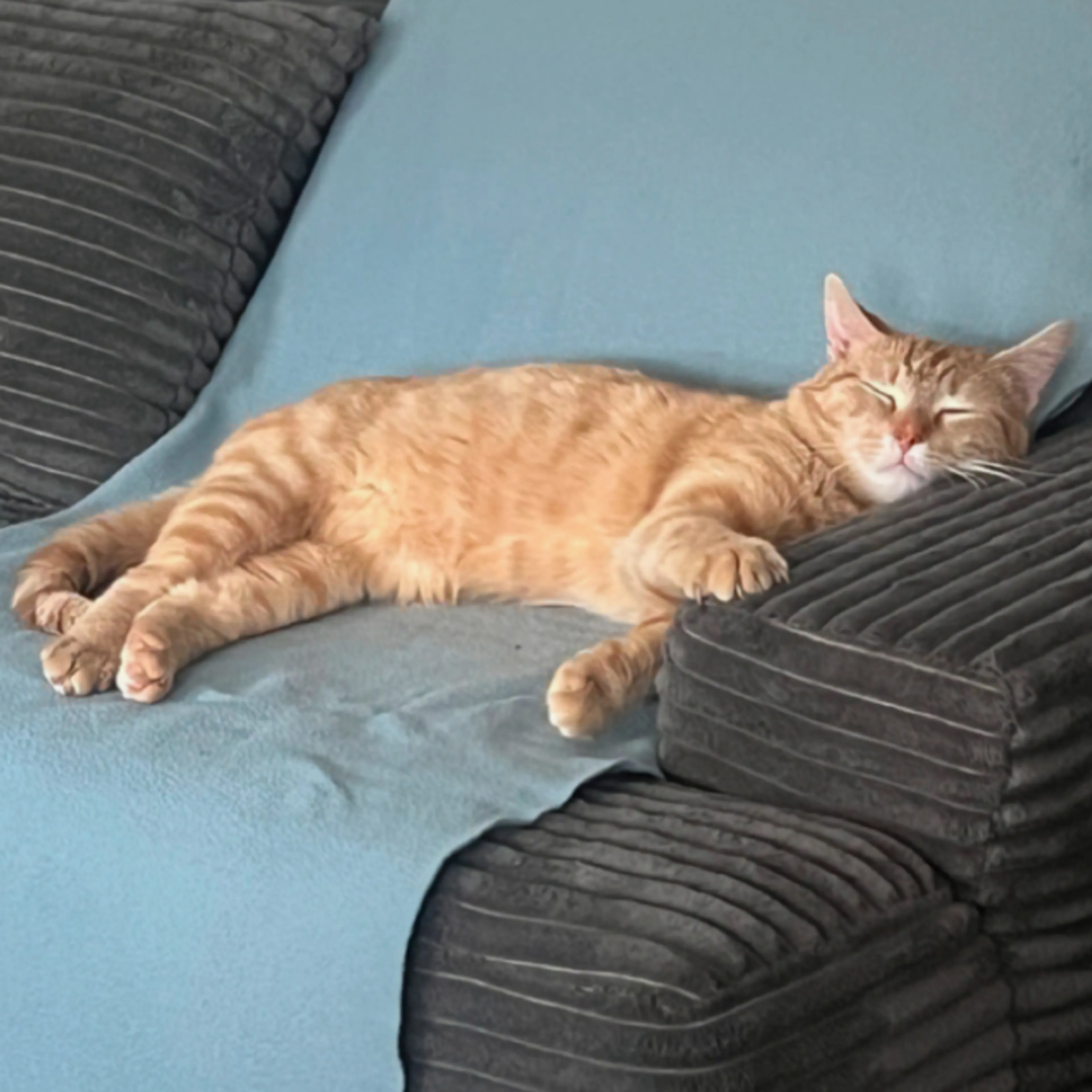 Lost pet-1