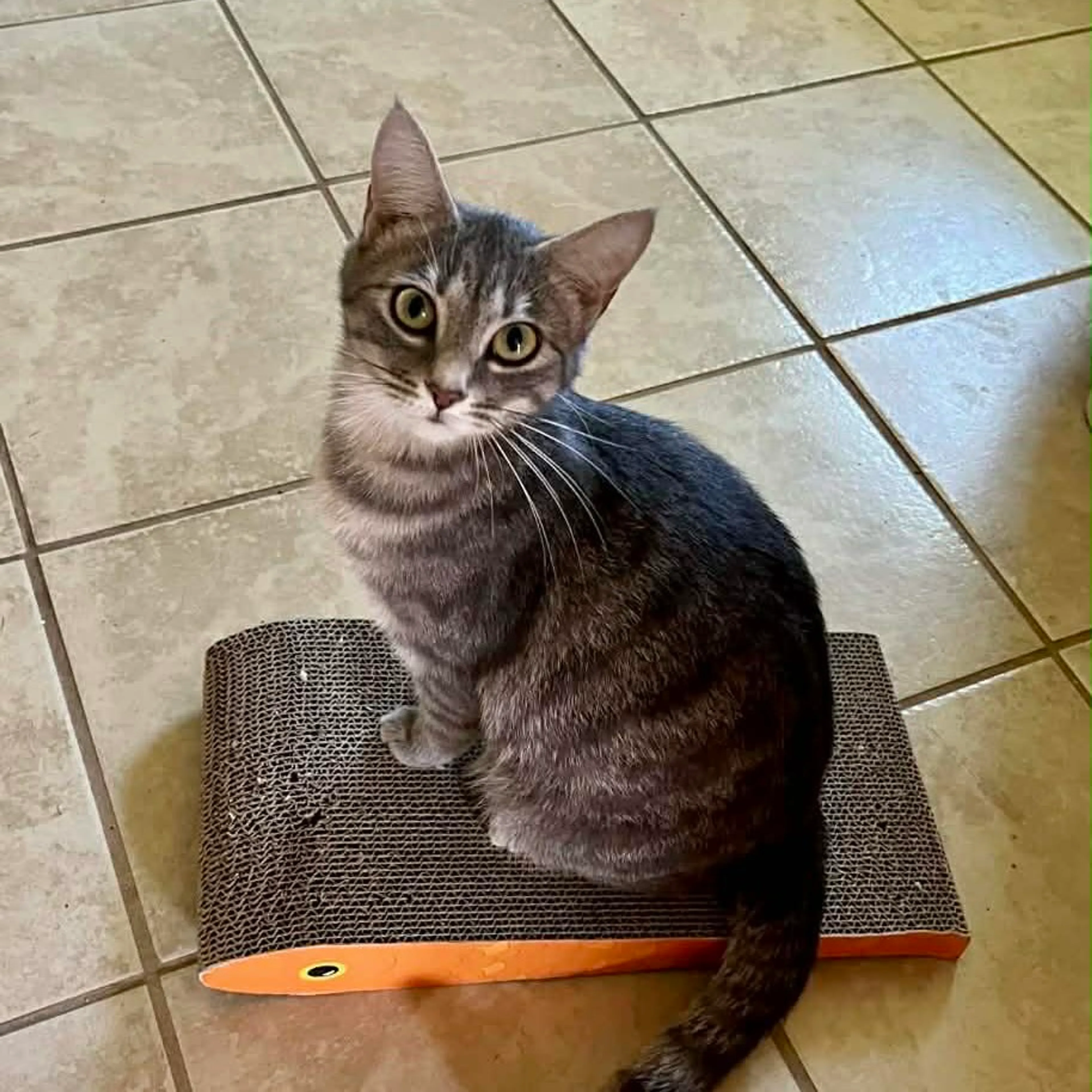 Found pet