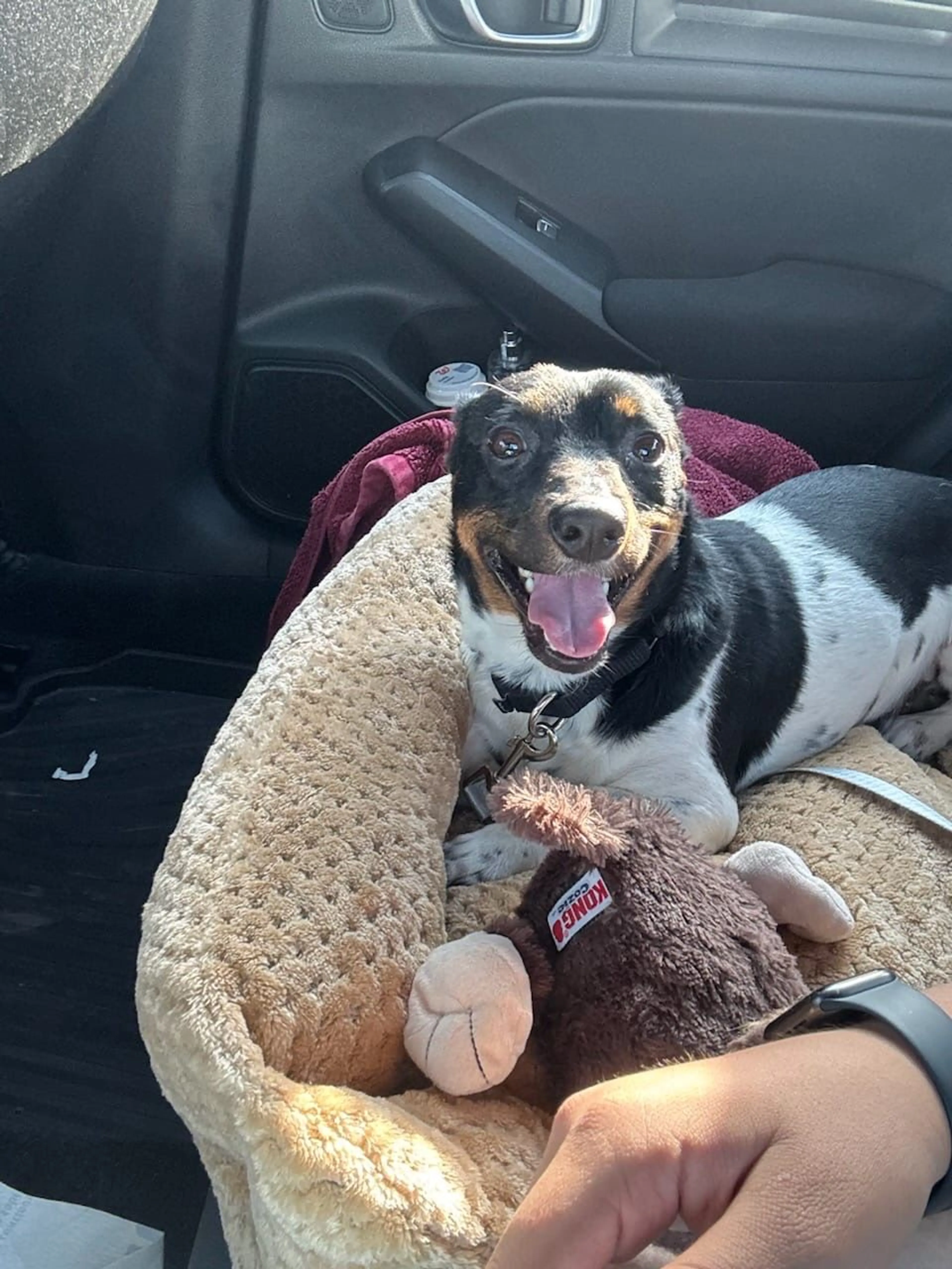 Lost pet
