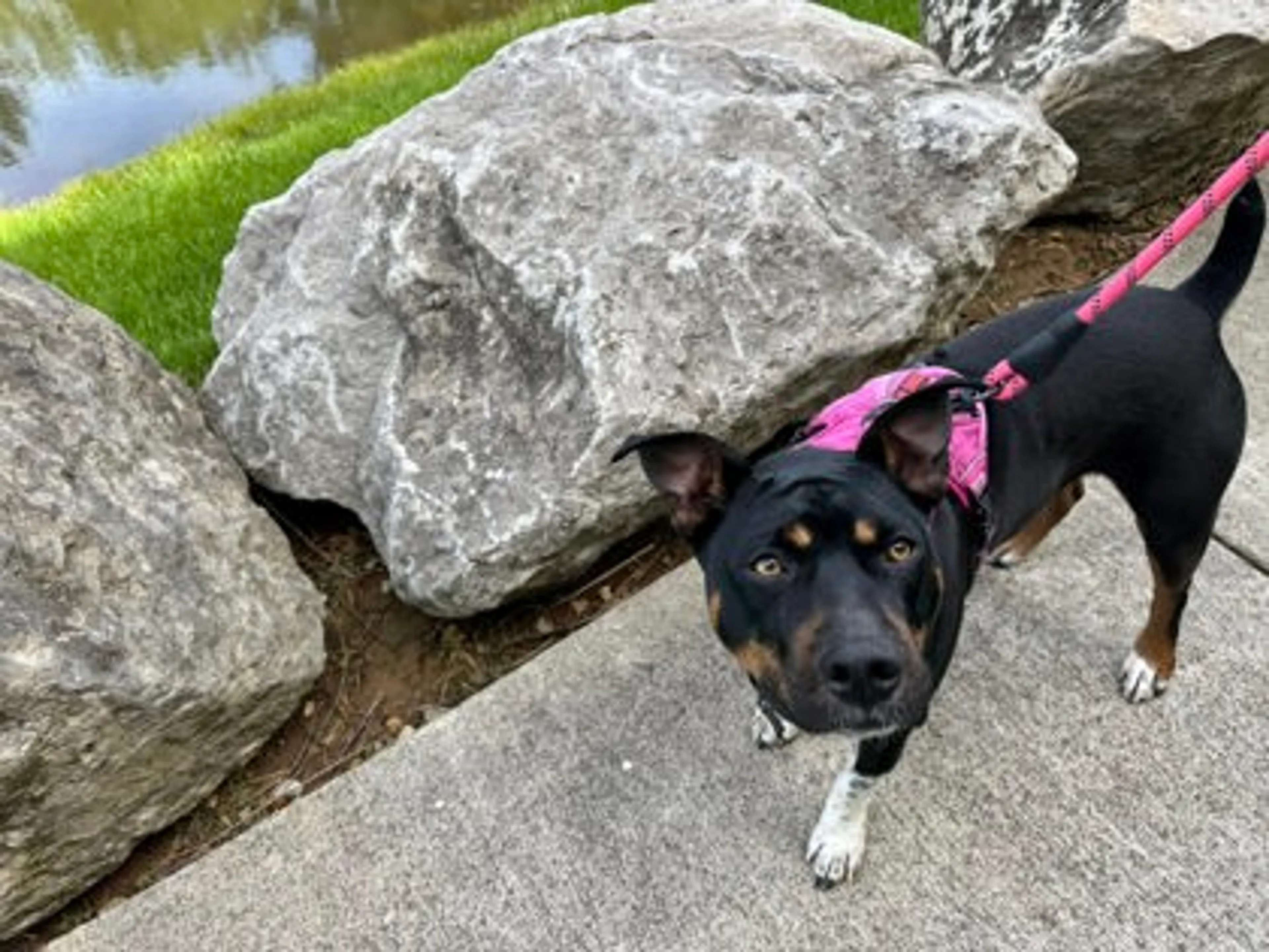 Found pet-2