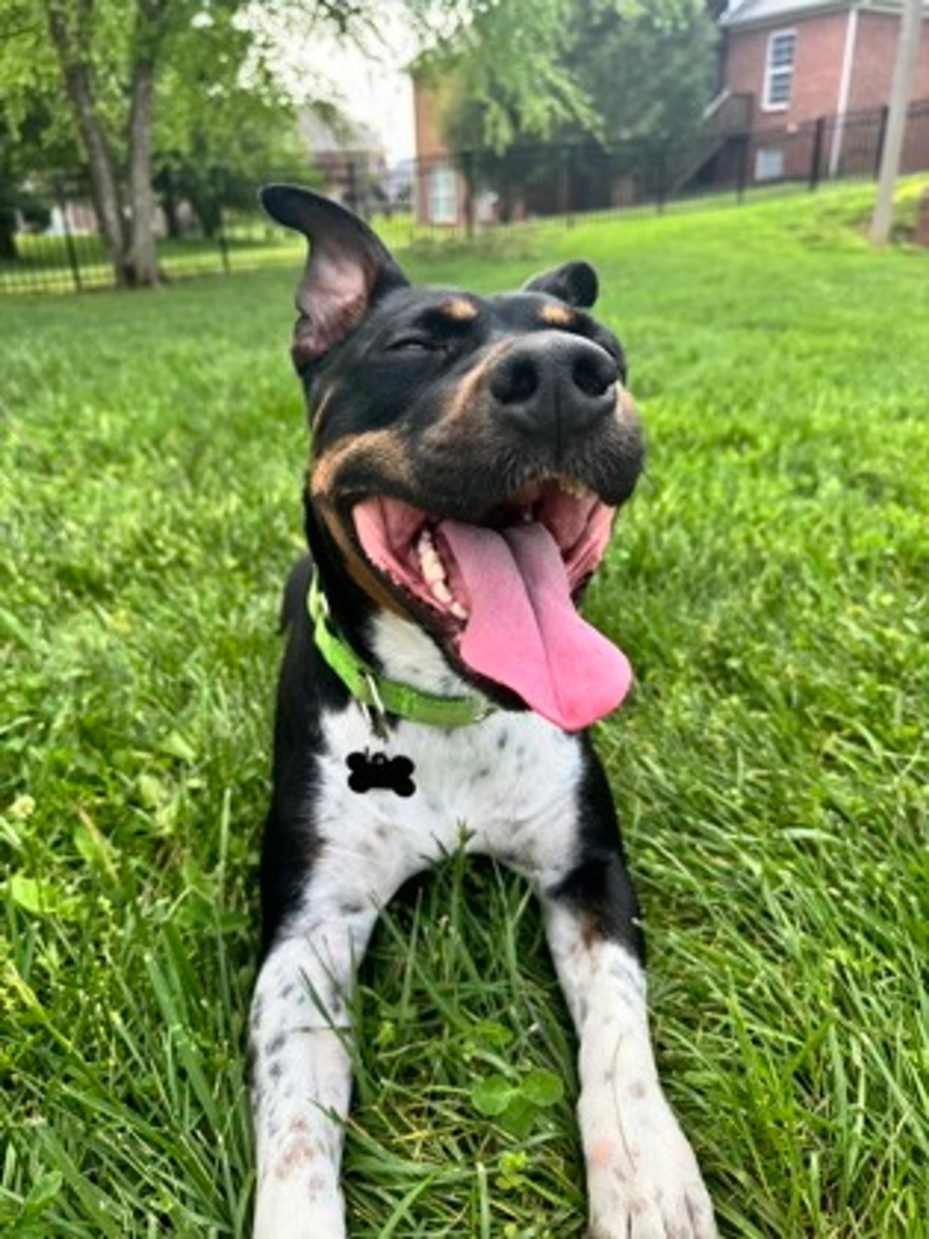 Found pet-1