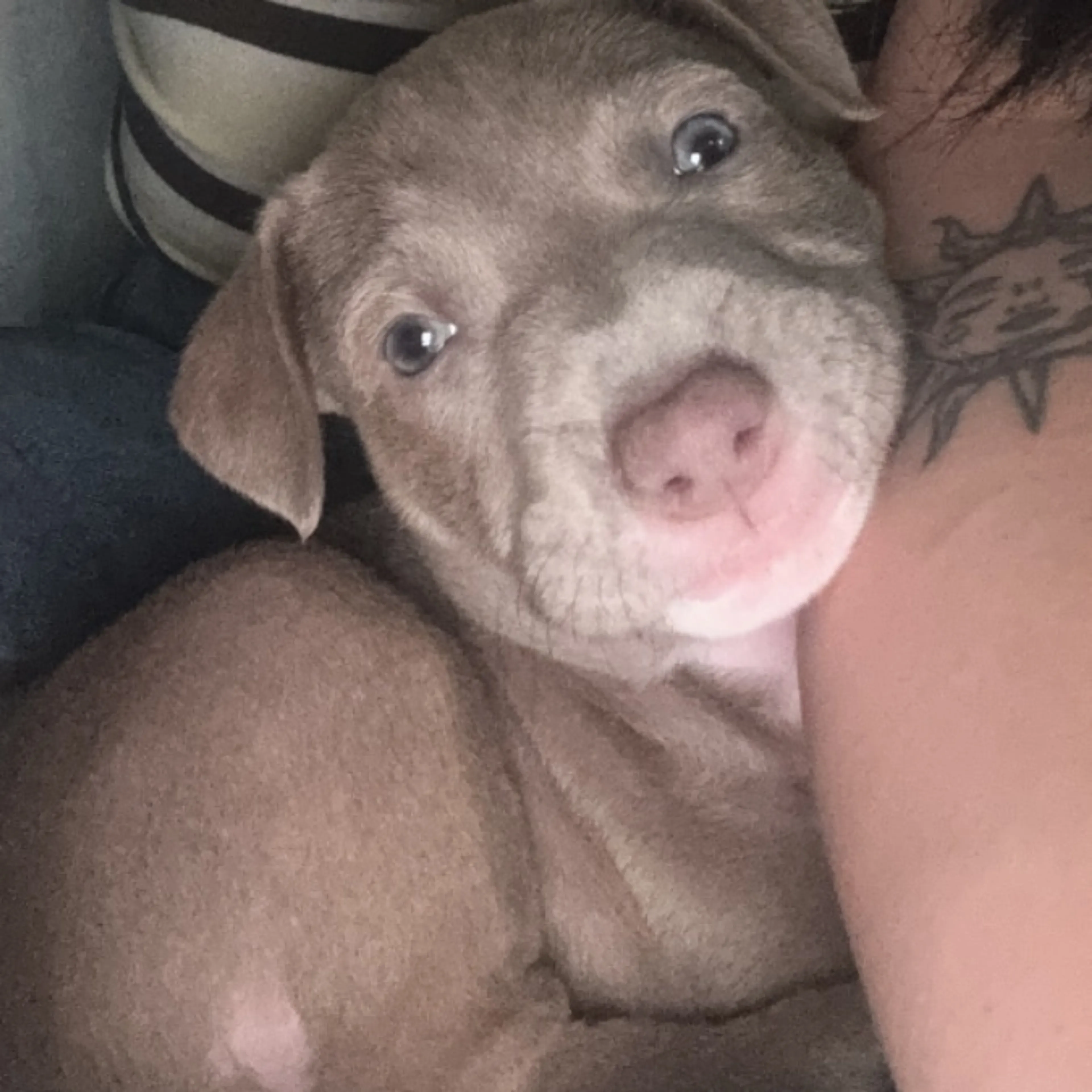 Lost pet