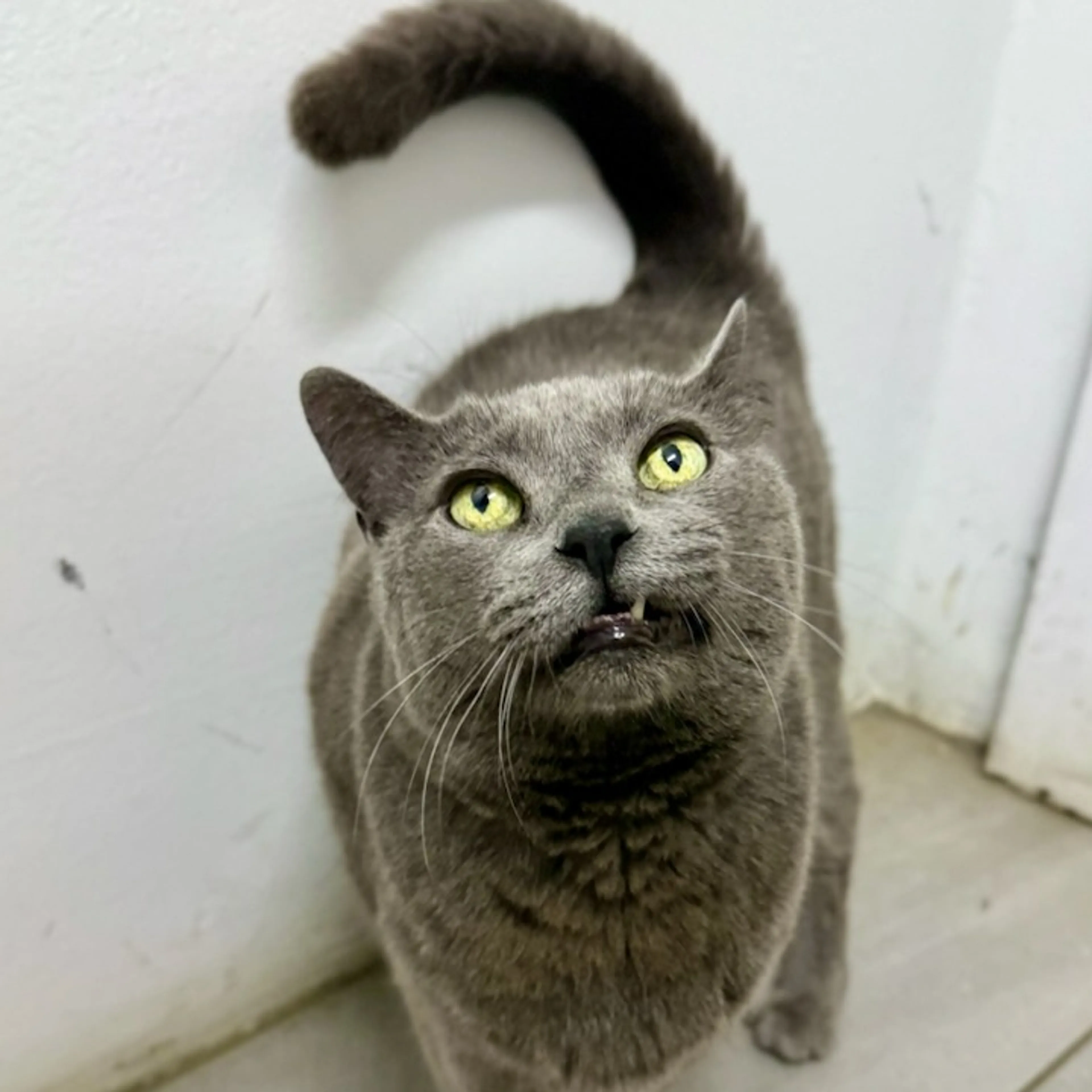 Found pet-1