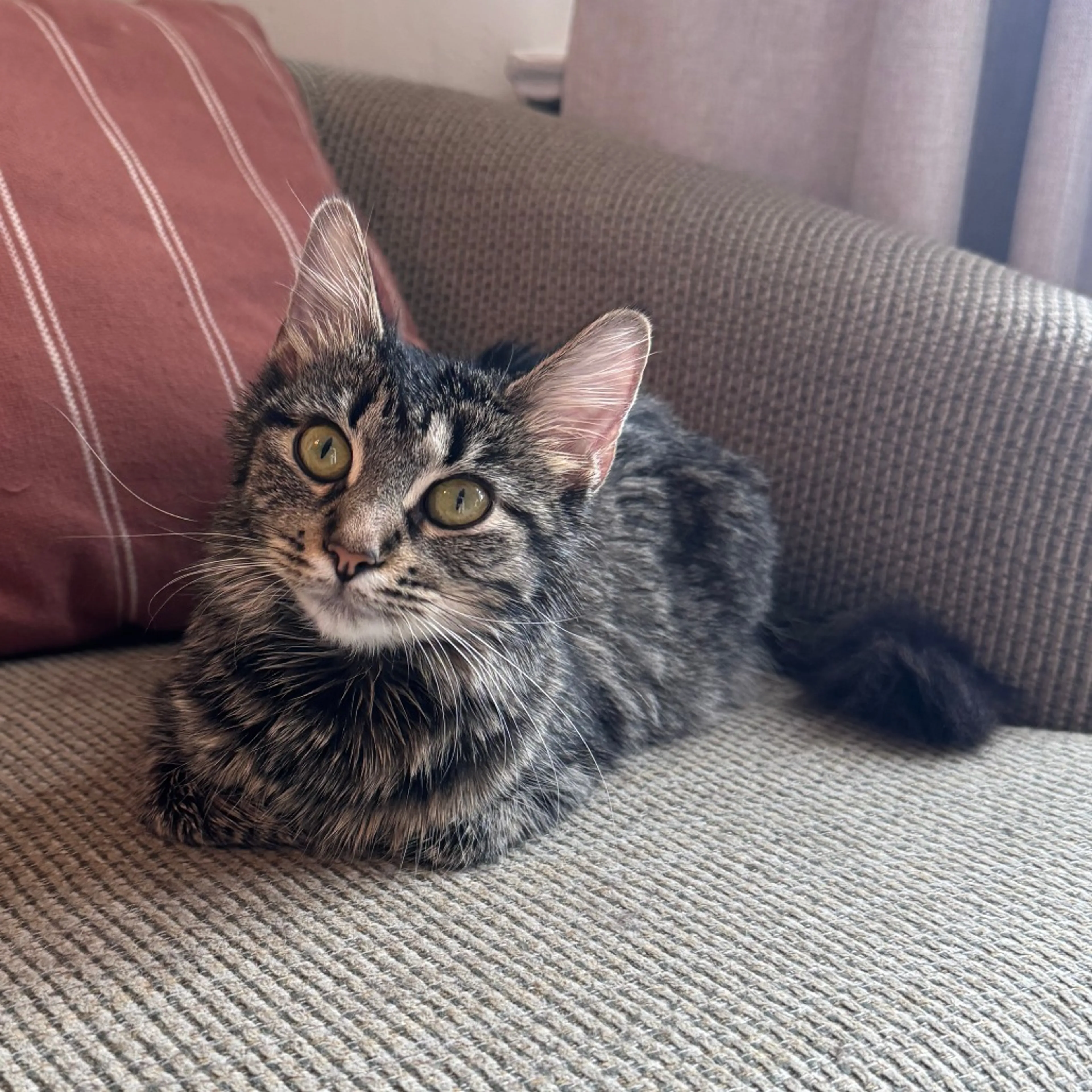 Found pet-0