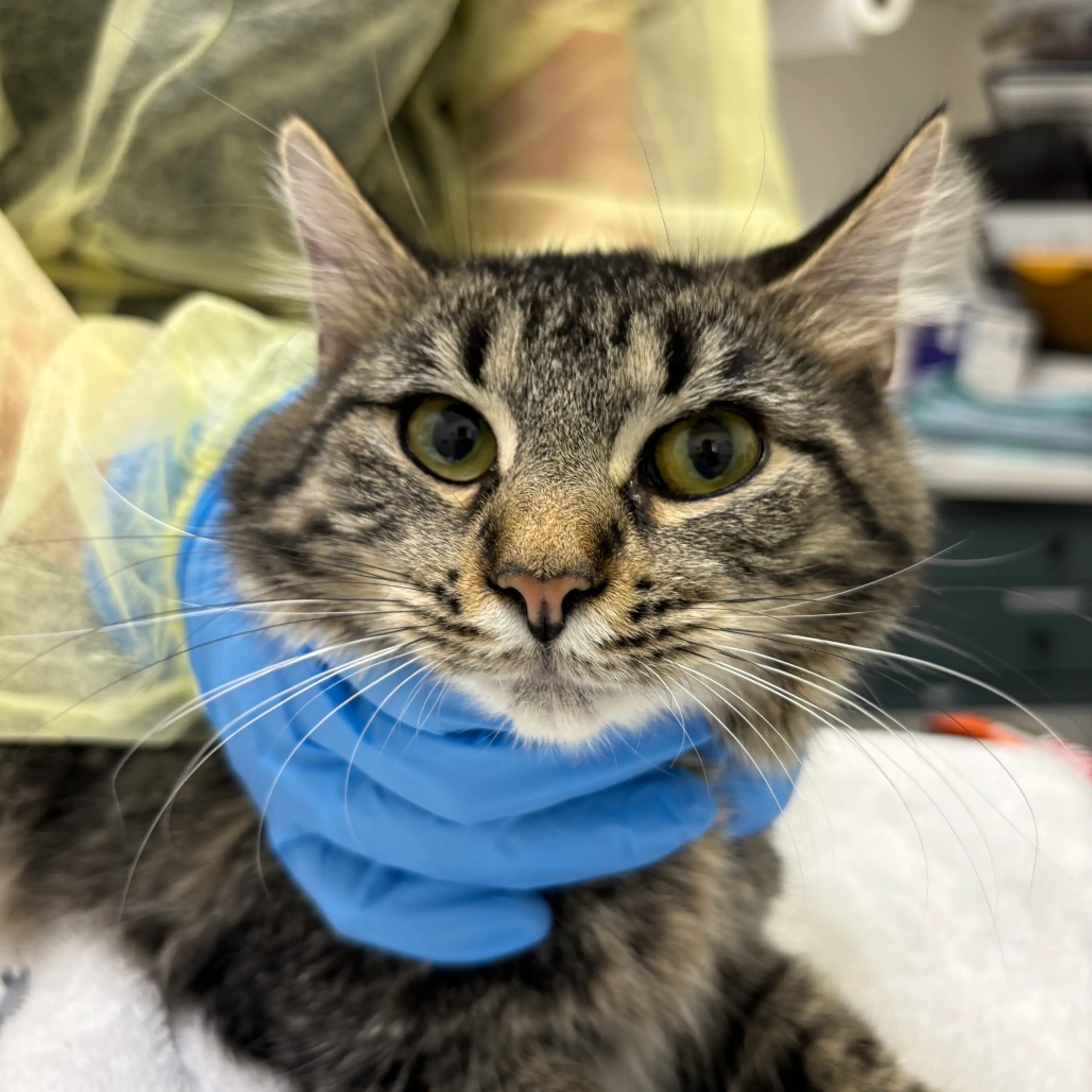 Found pet-1
