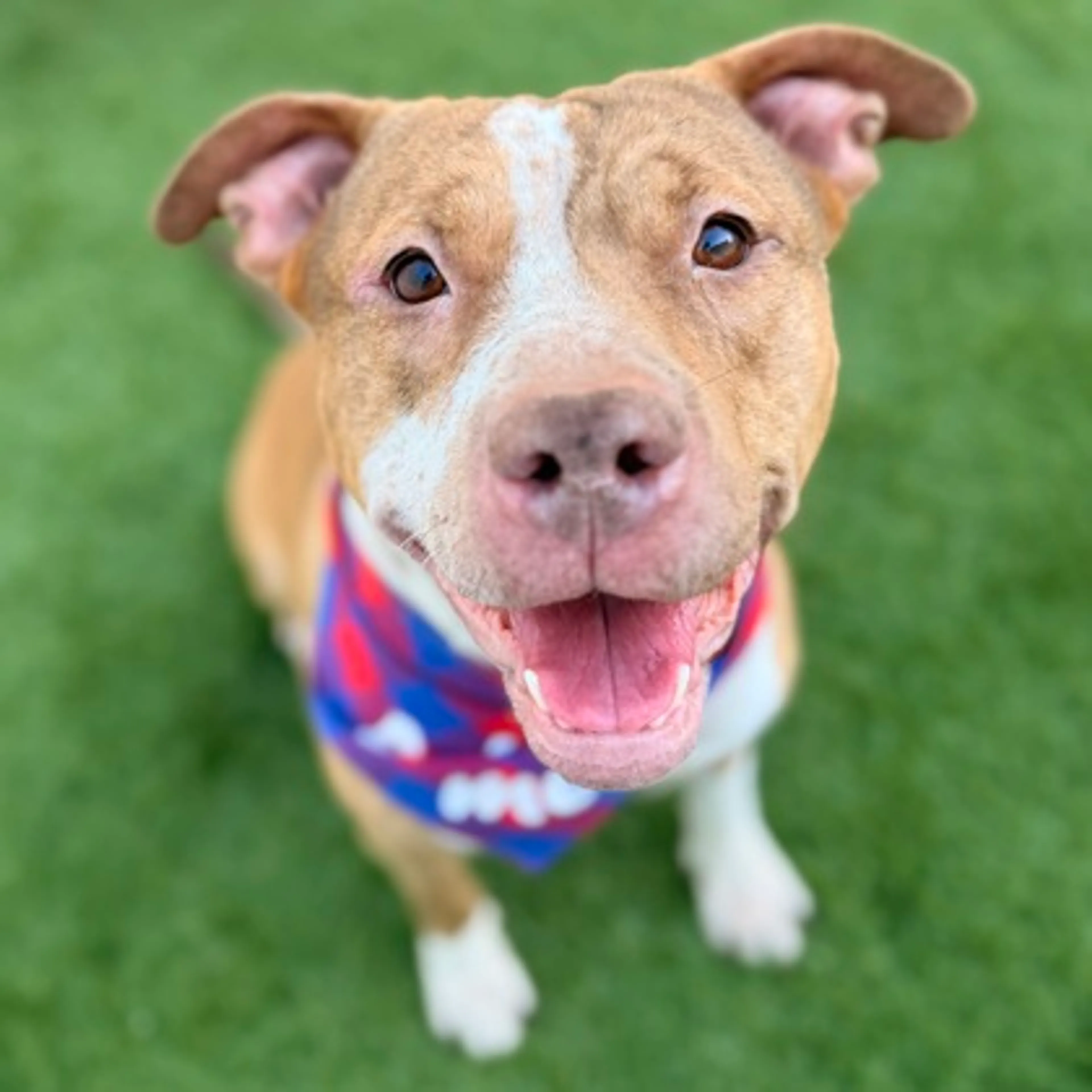 cdn image