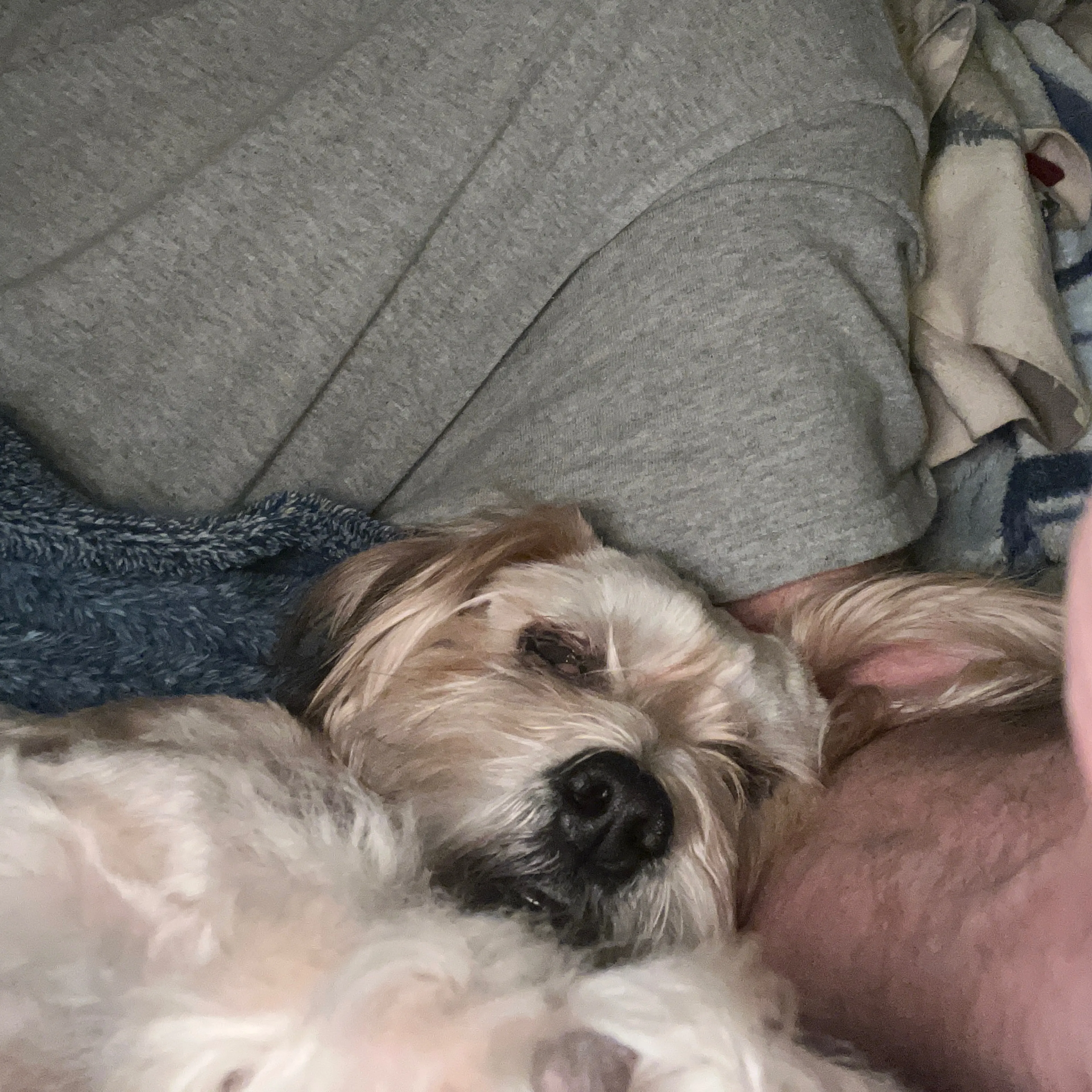 Found pet-1