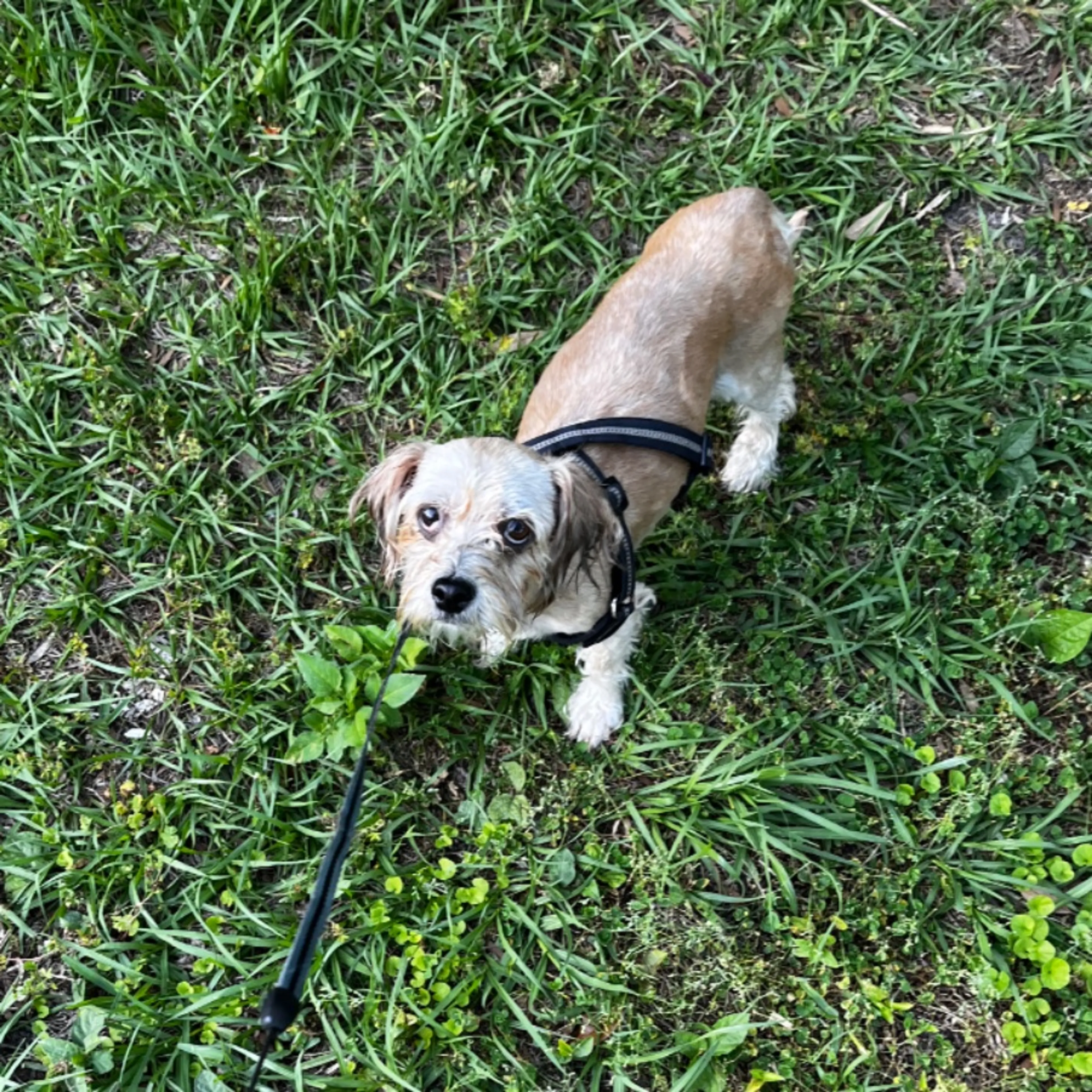 Found pet-0