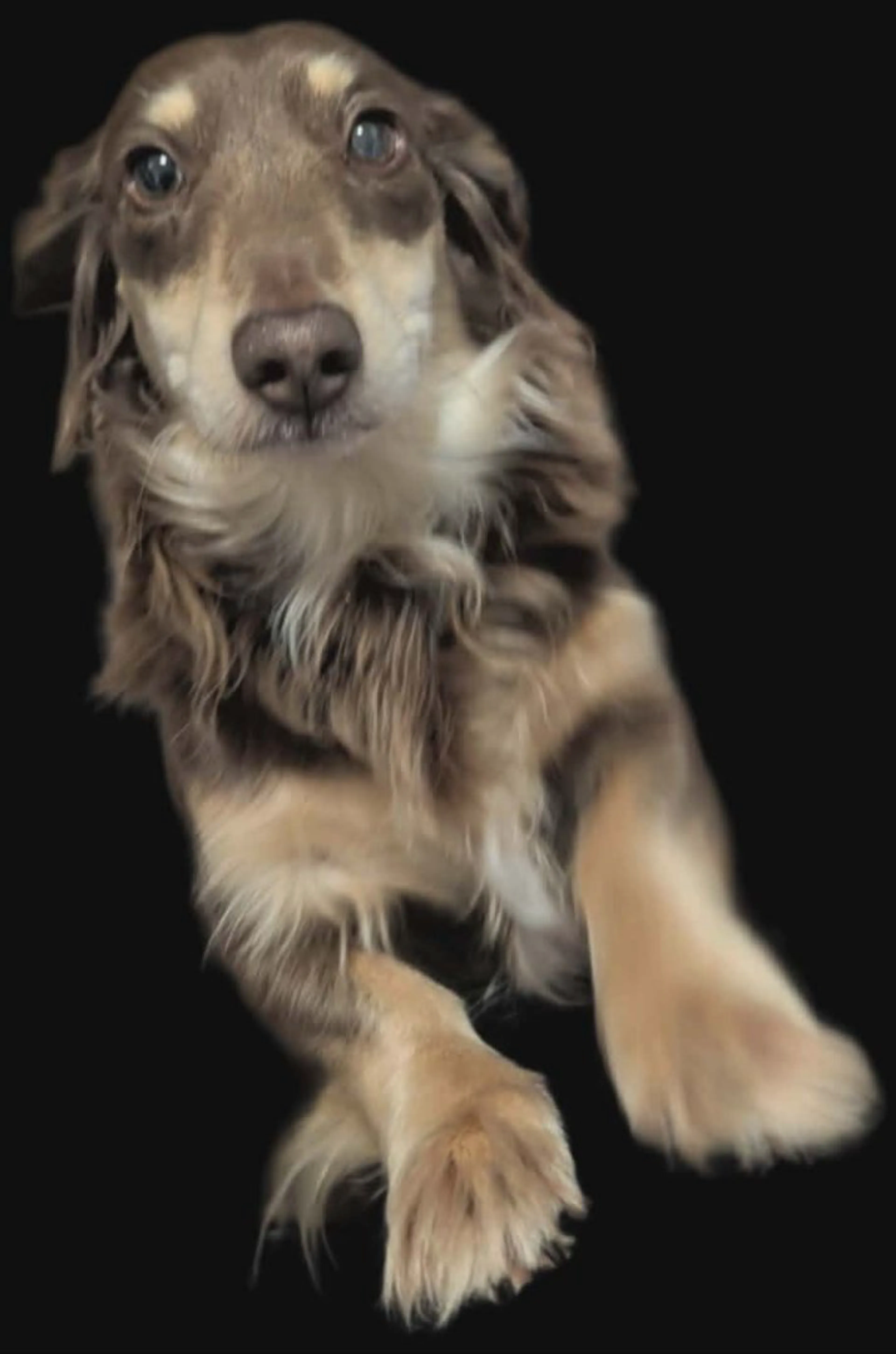 Lost pet-1