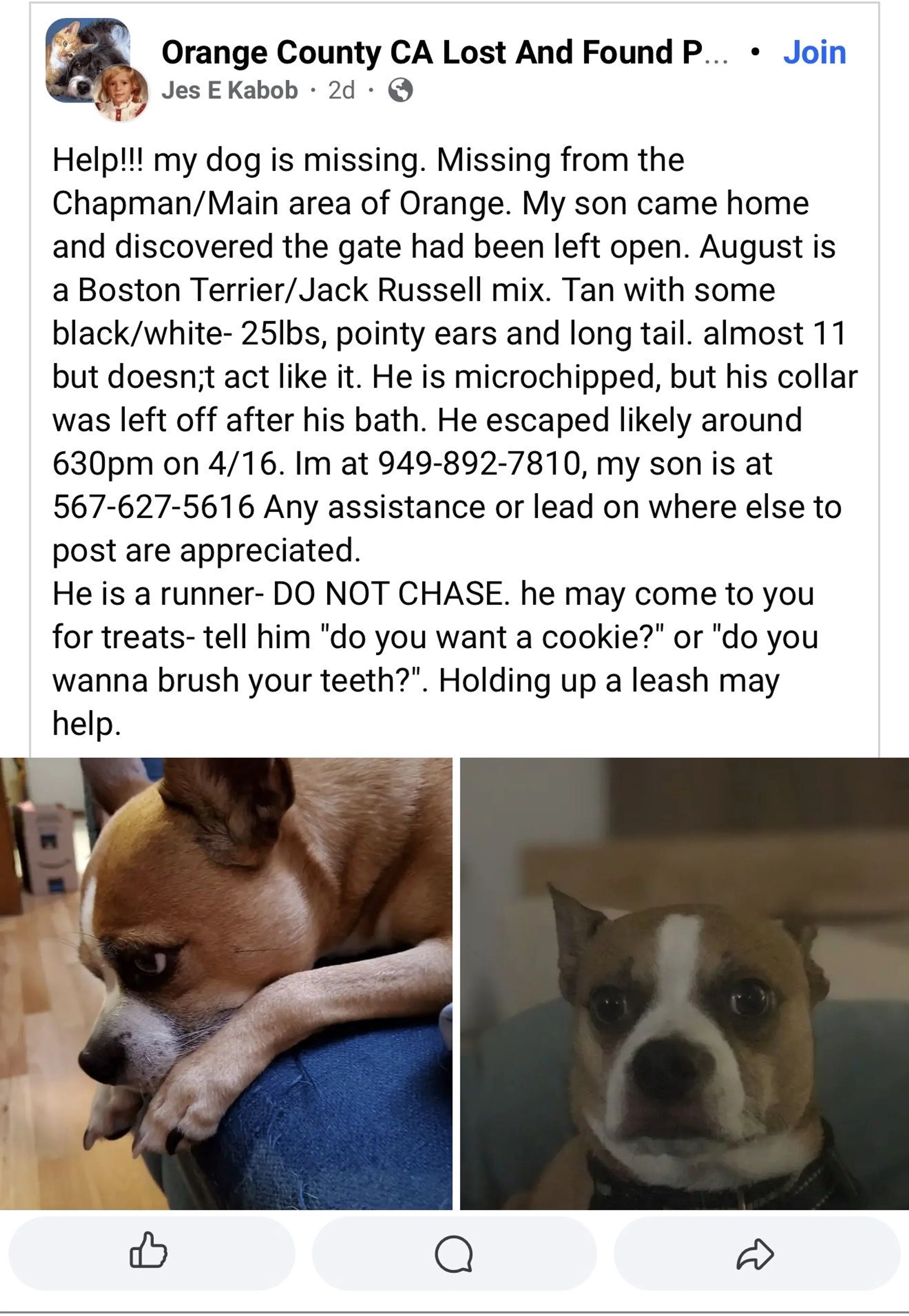 Lost pet