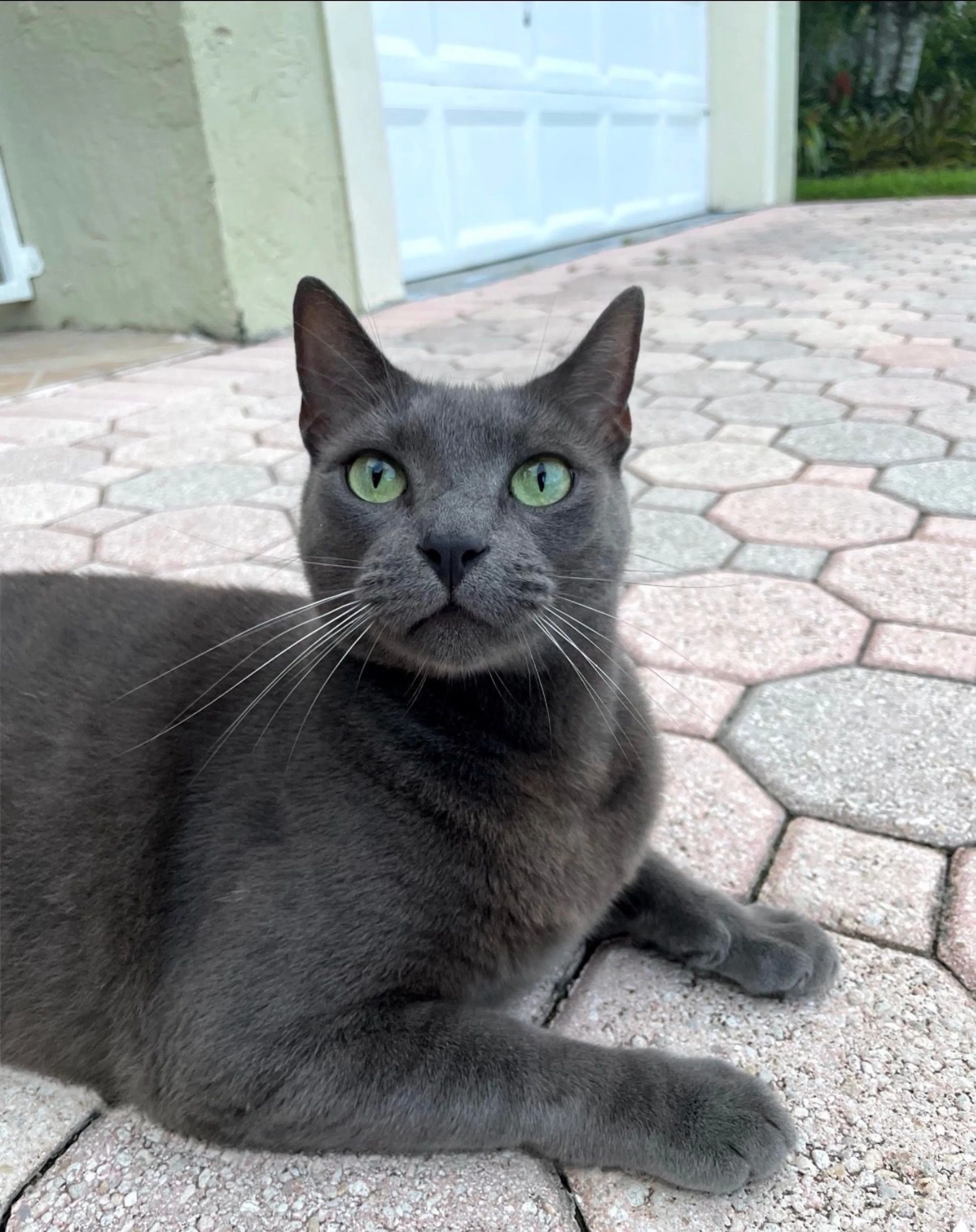 Lost pet-1