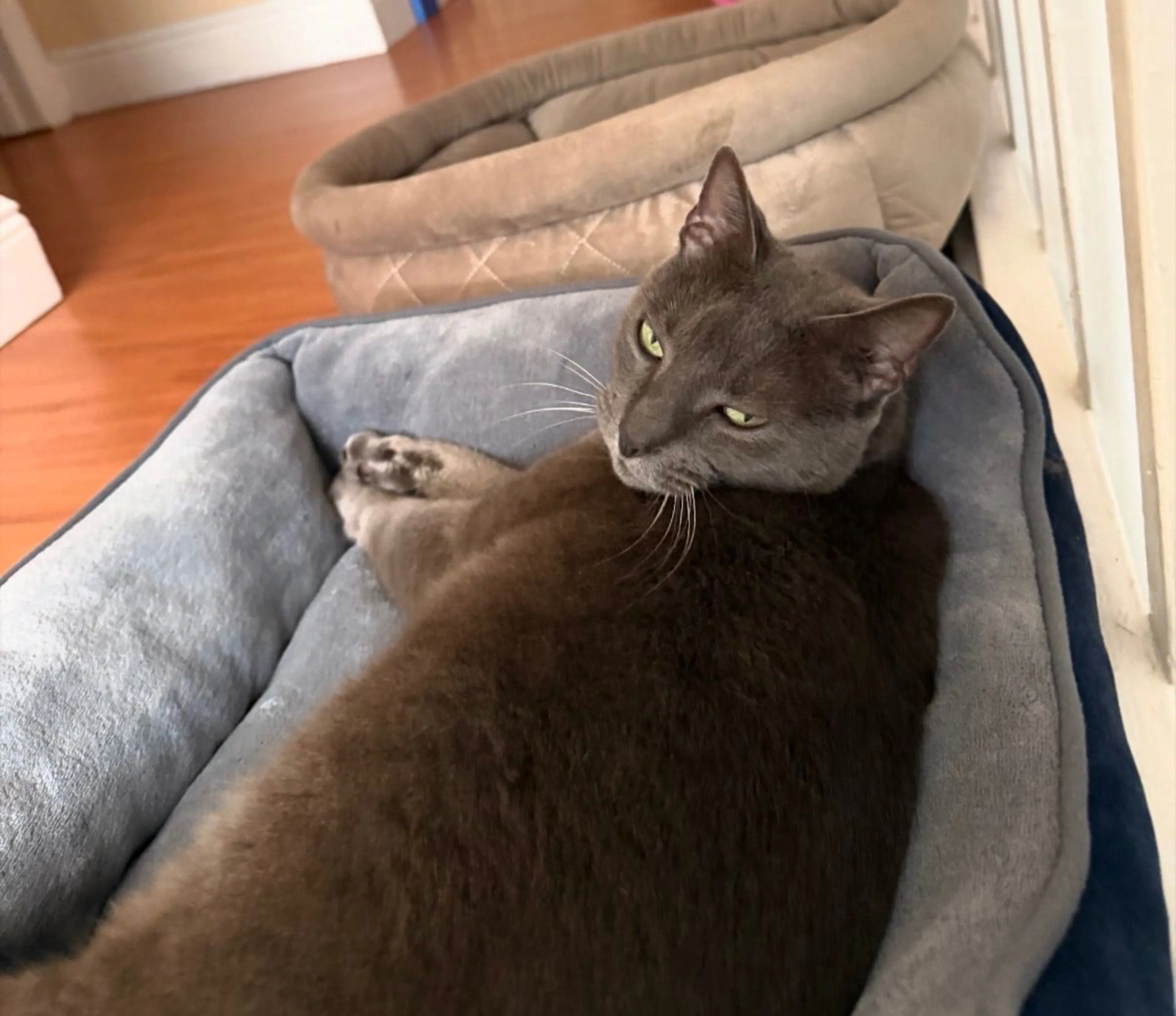 Lost pet-2