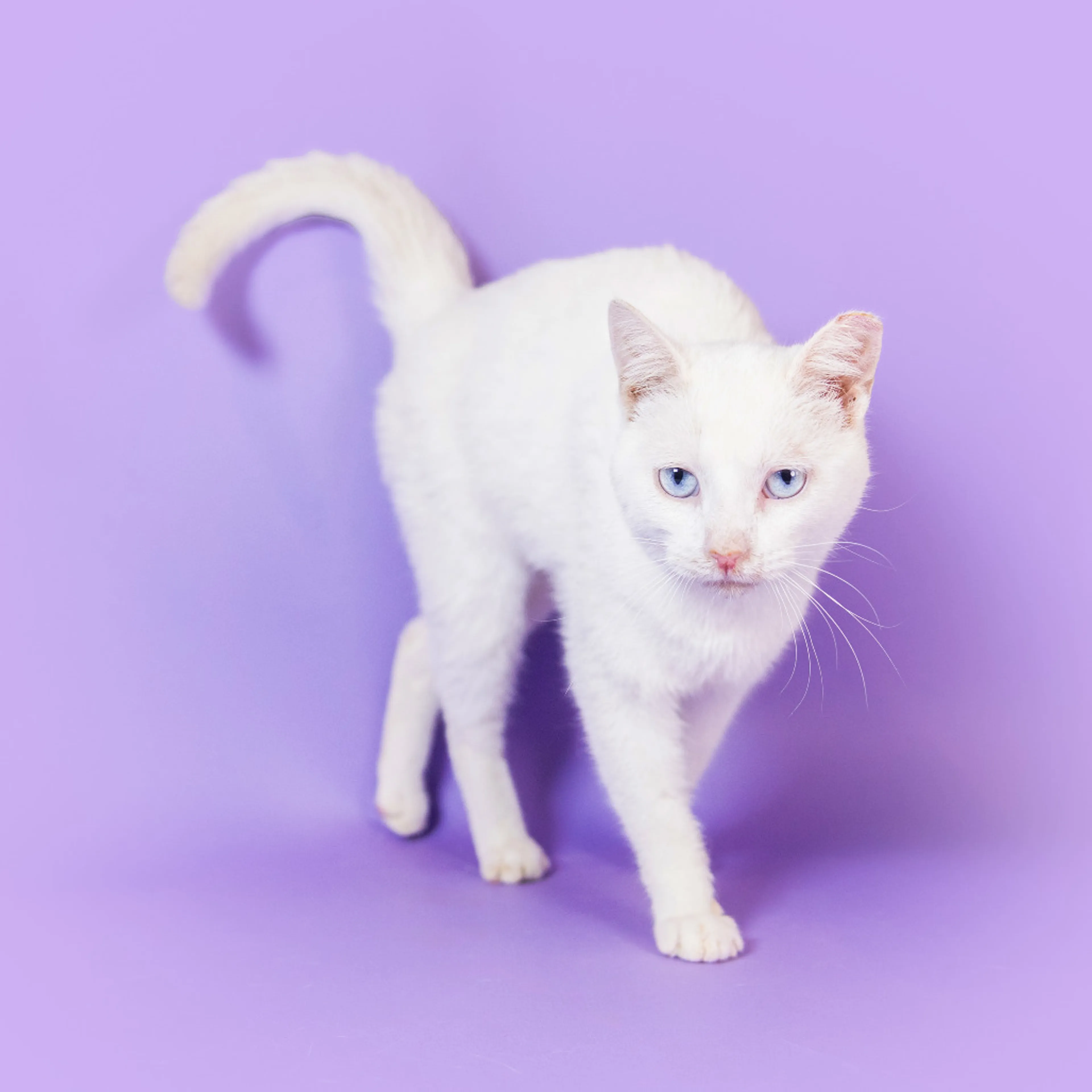 Found pet-13