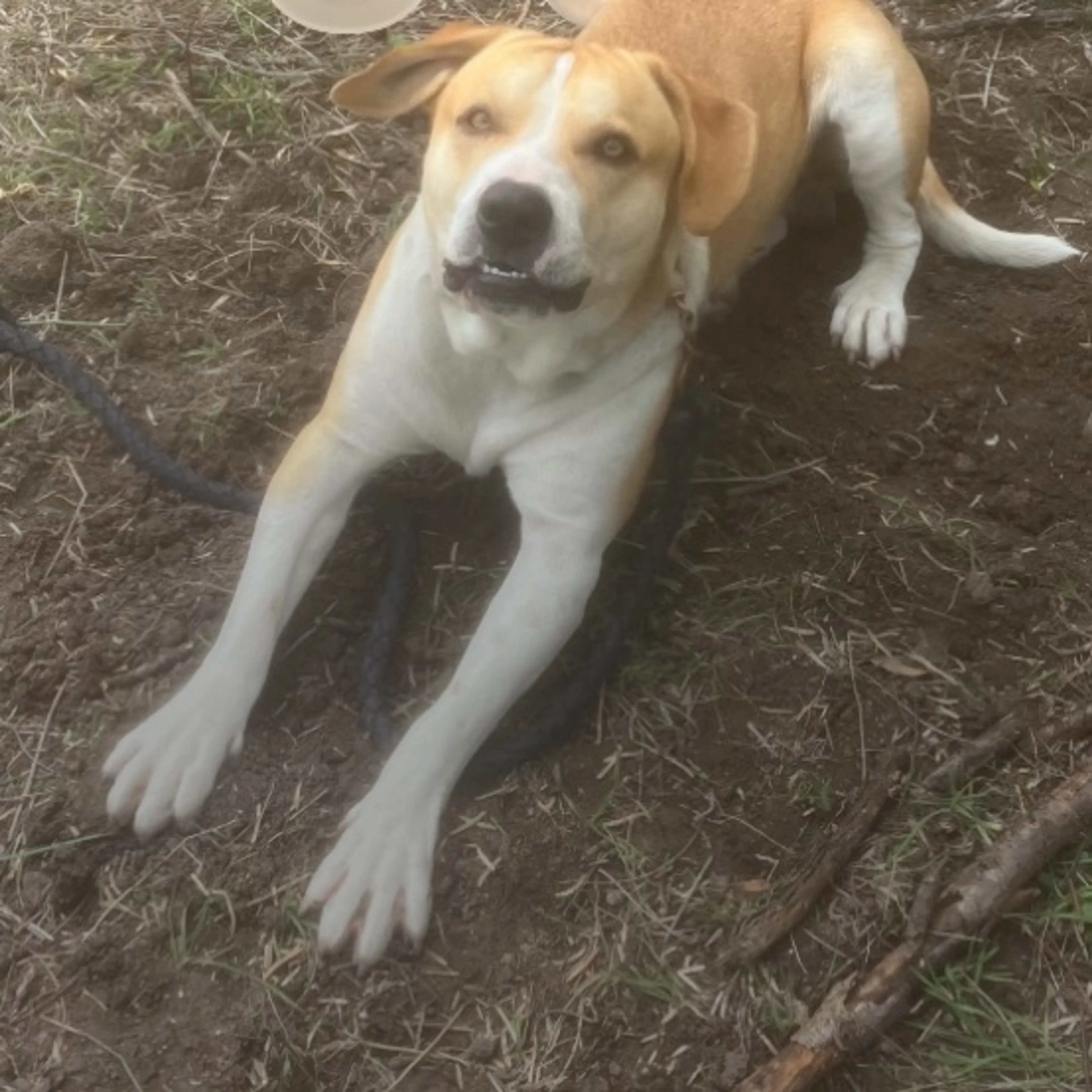Lost pet