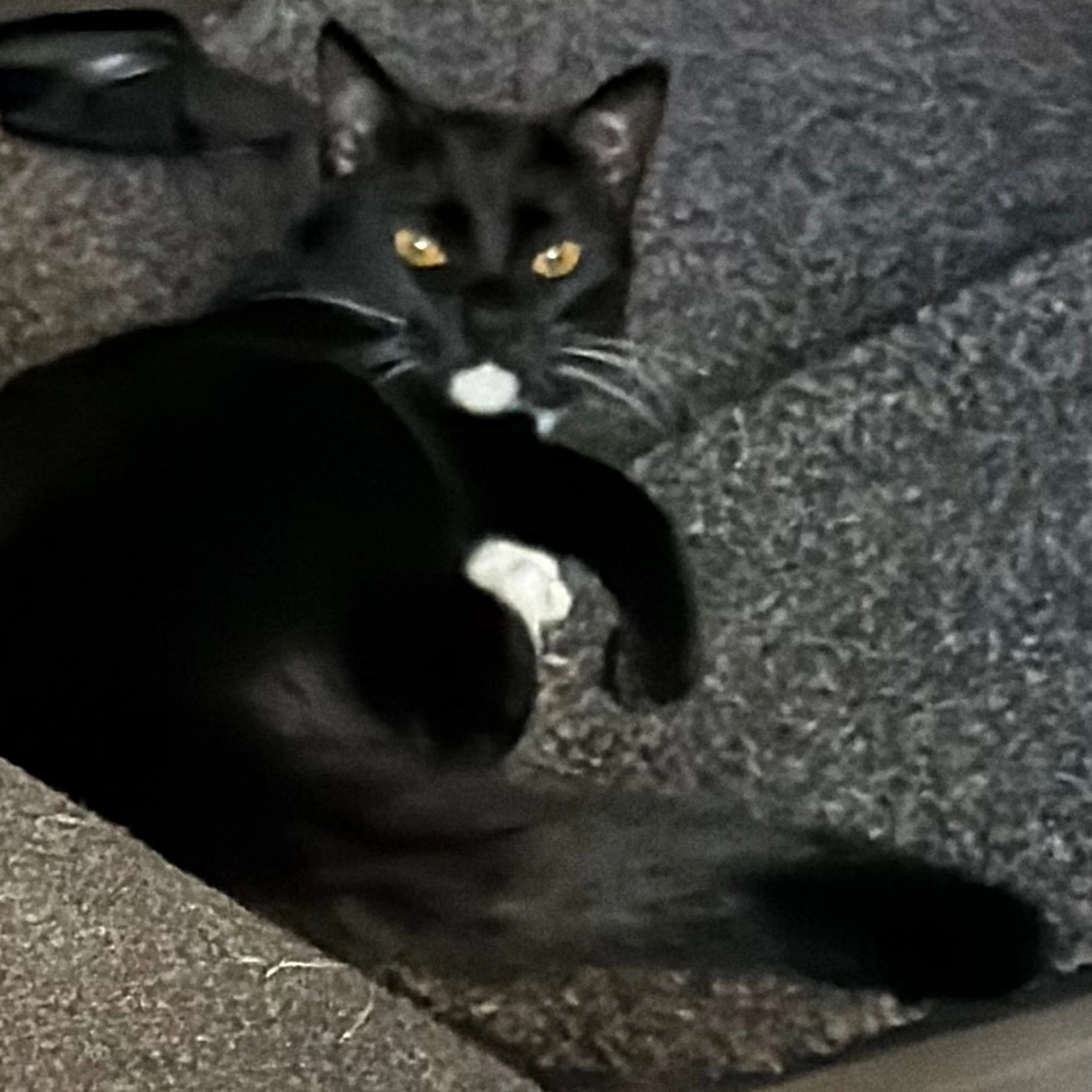 Lost pet-1