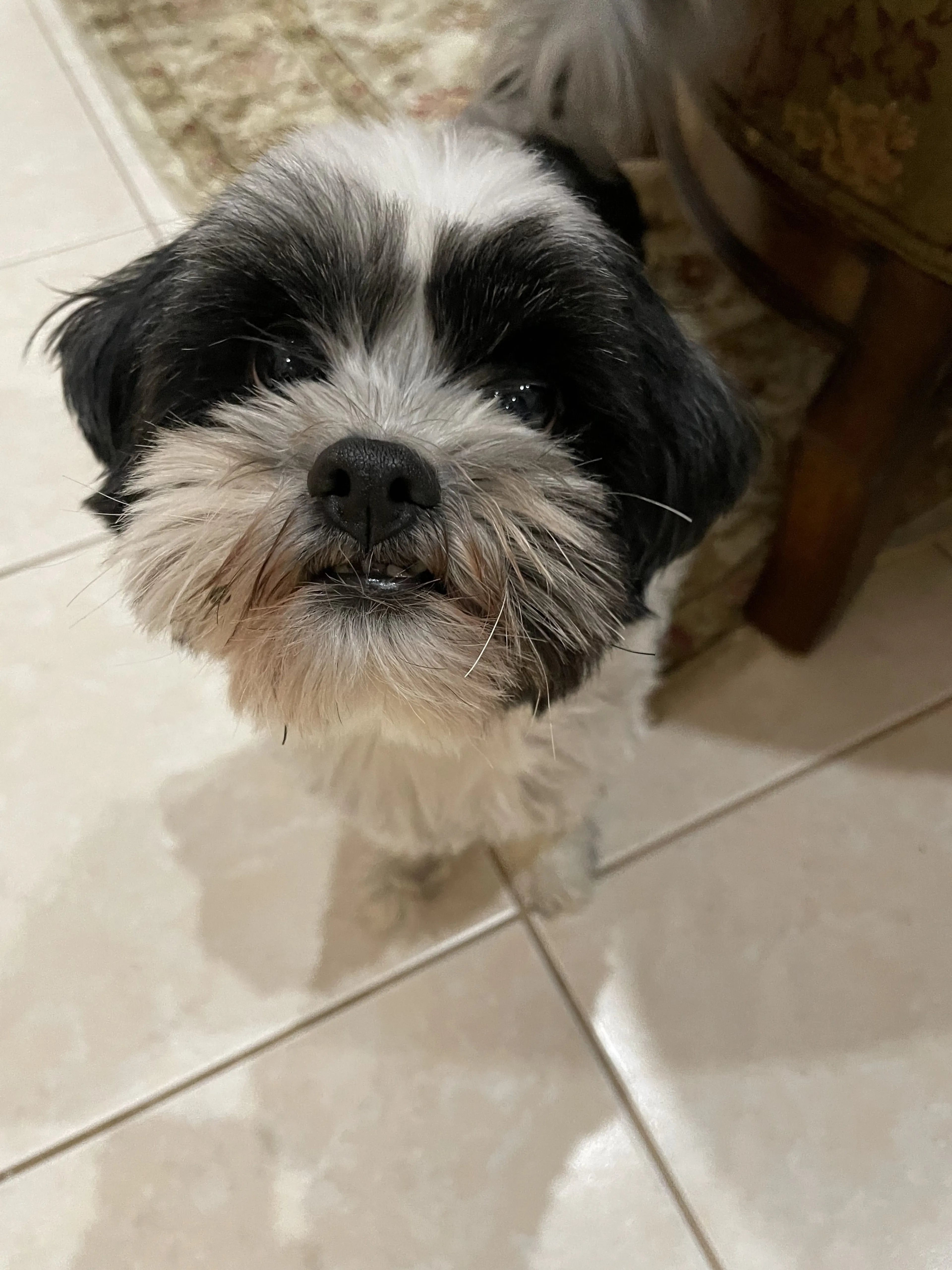 Lost pet
