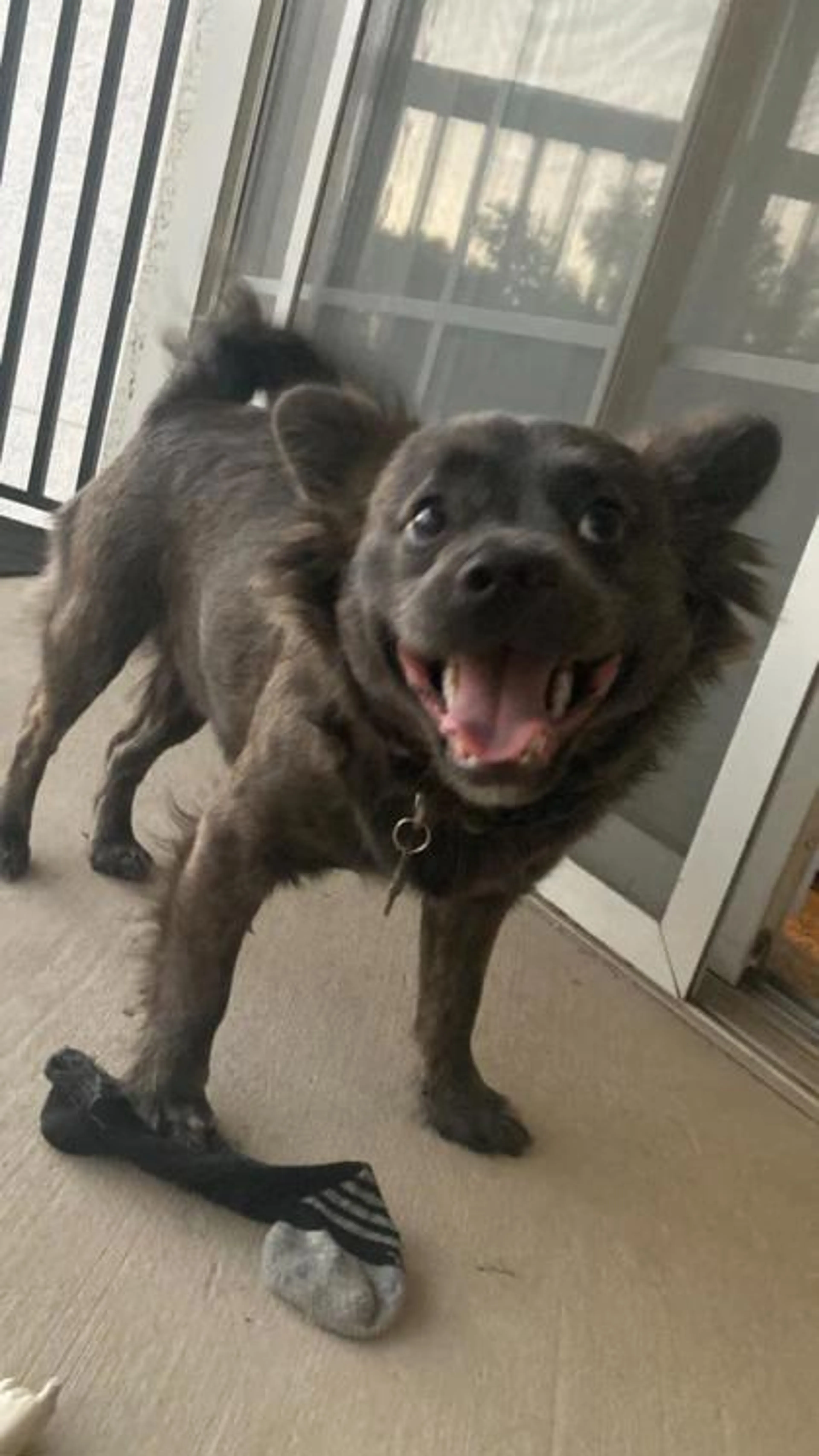 Found pet-1