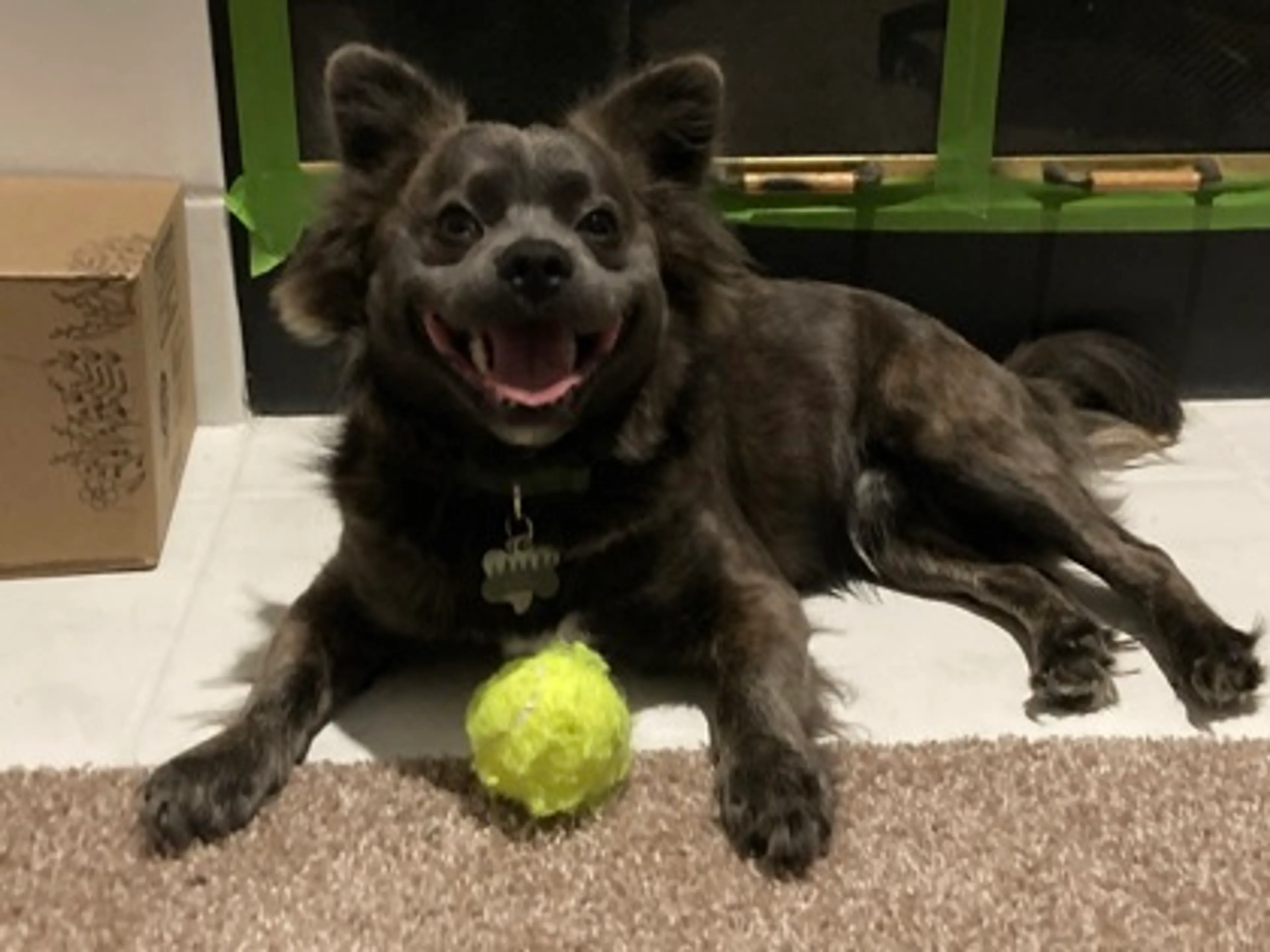 Found pet-2