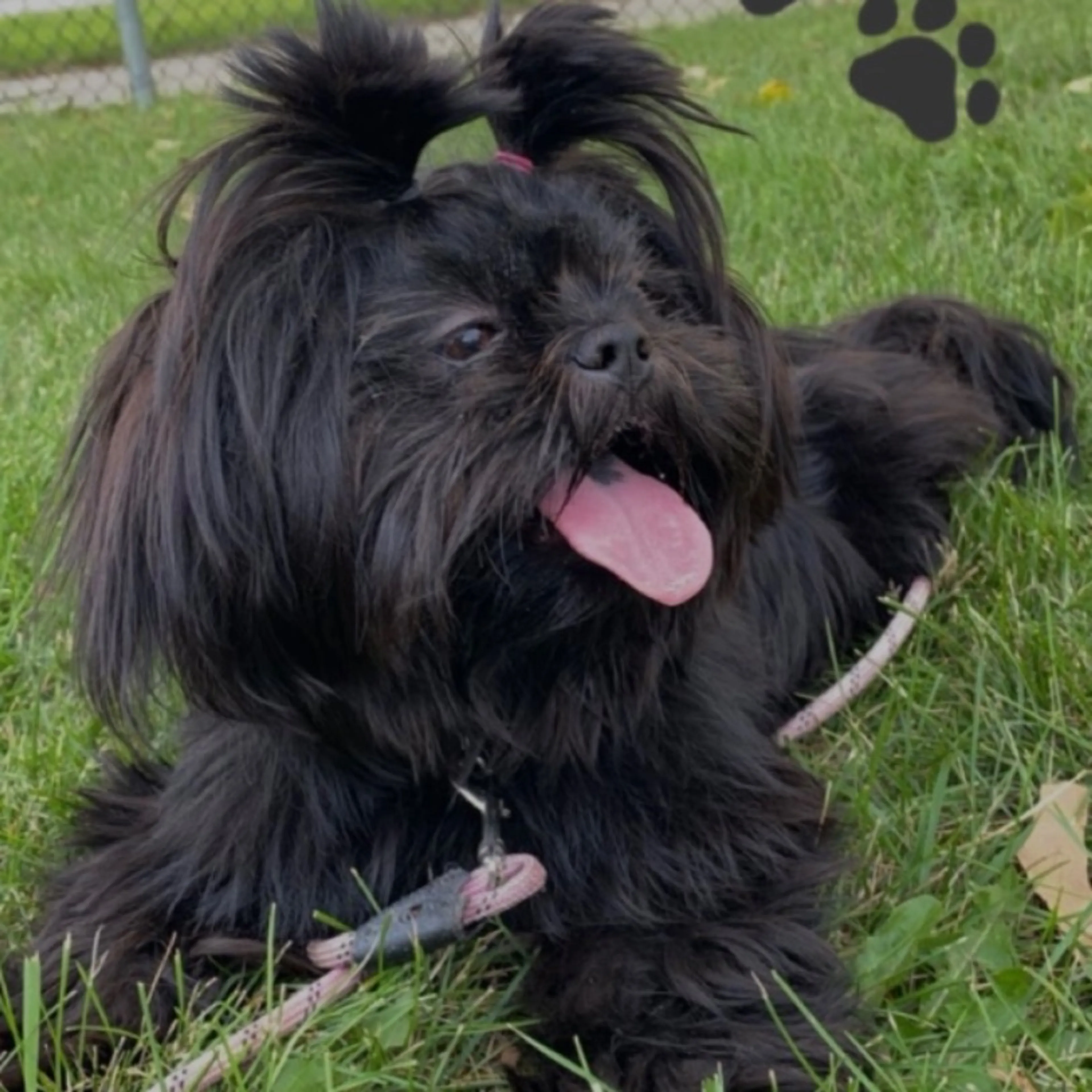 Lost pet
