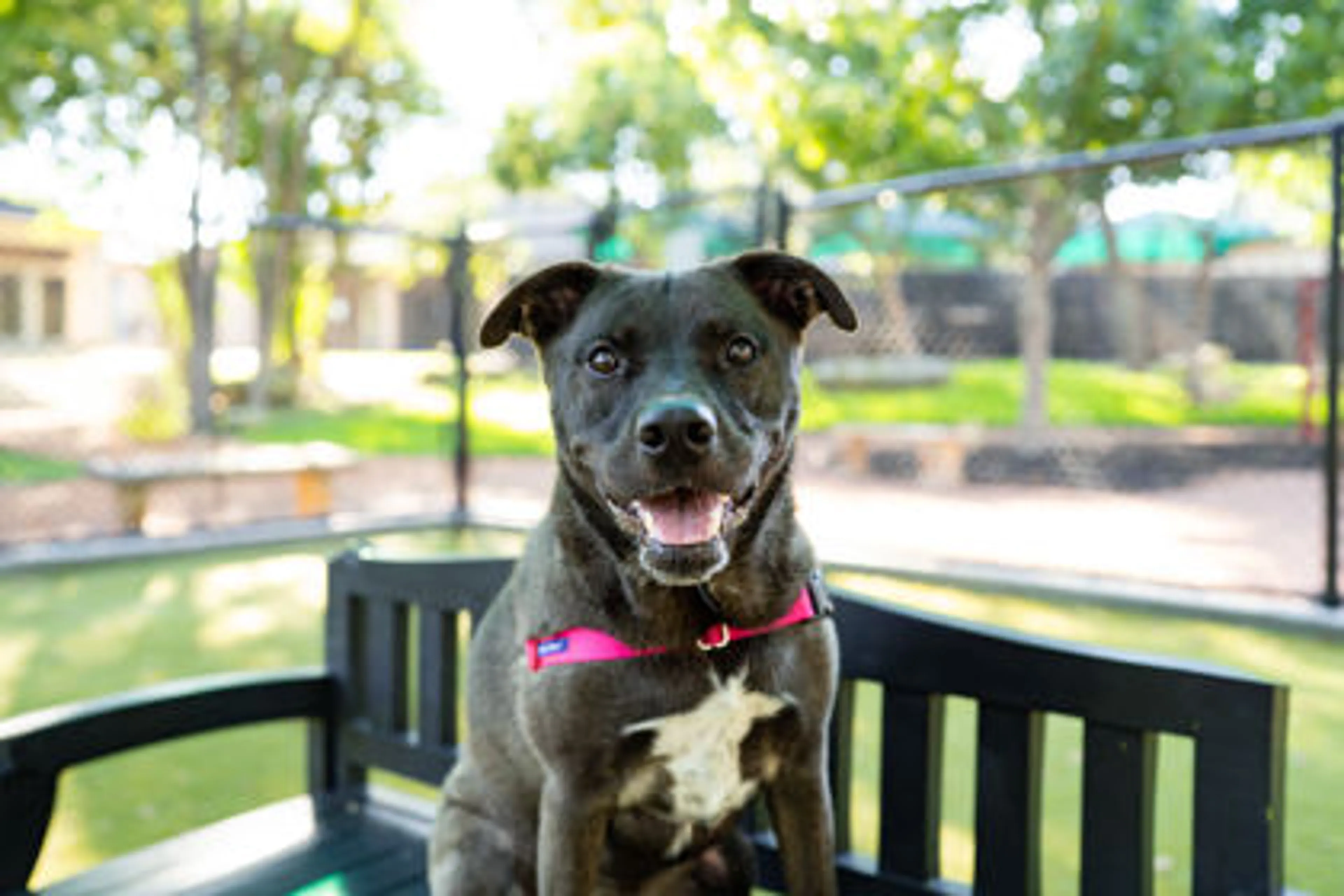 cdn image