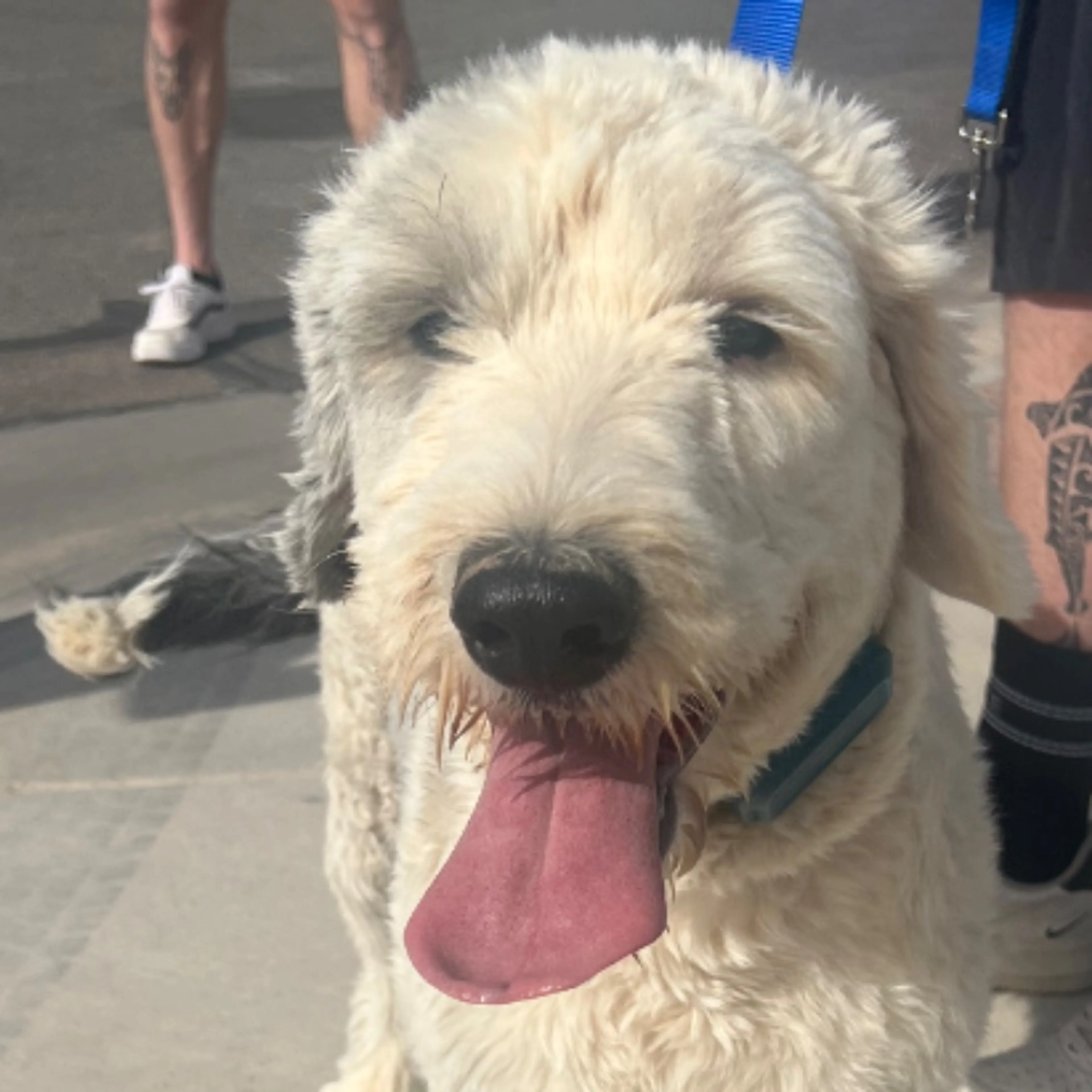 Found pet