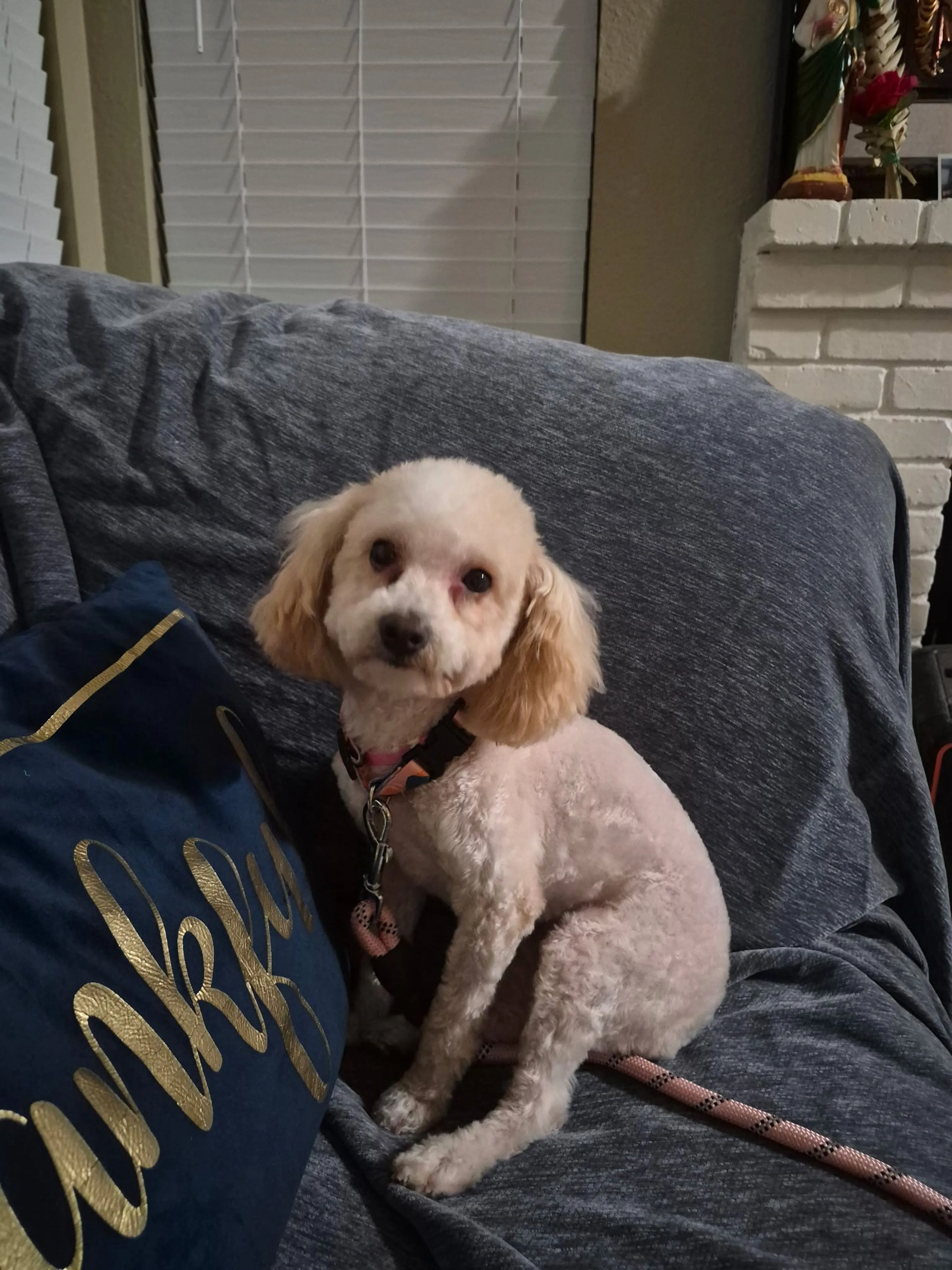 Lost pet
